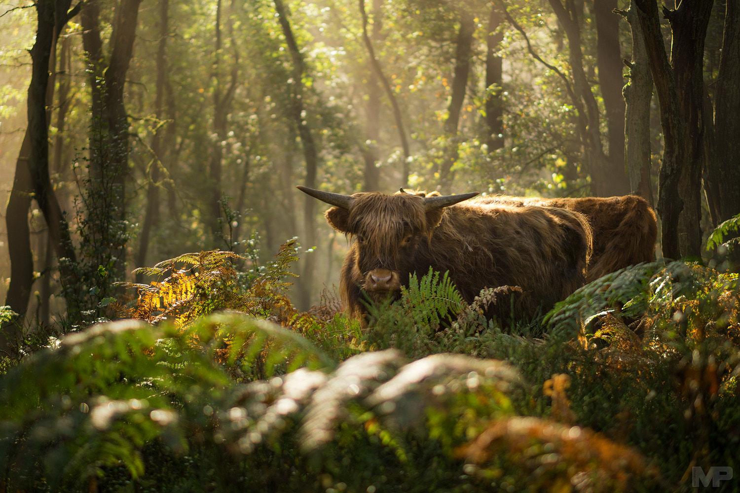 Sony a5100 + E 50mm F1.8 OSS sample photo. Queen of the forest photography
