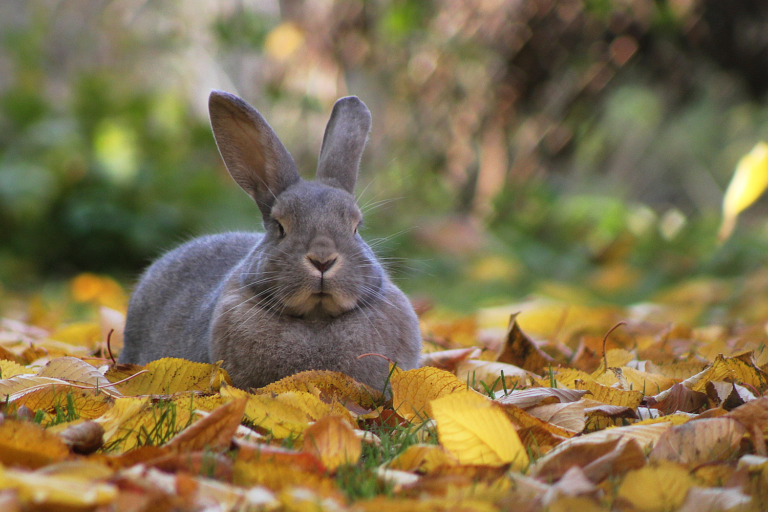 Canon EF 75-300mm f/4-5.6 USM sample photo. Wabbit (or: rabbit's rest) photography