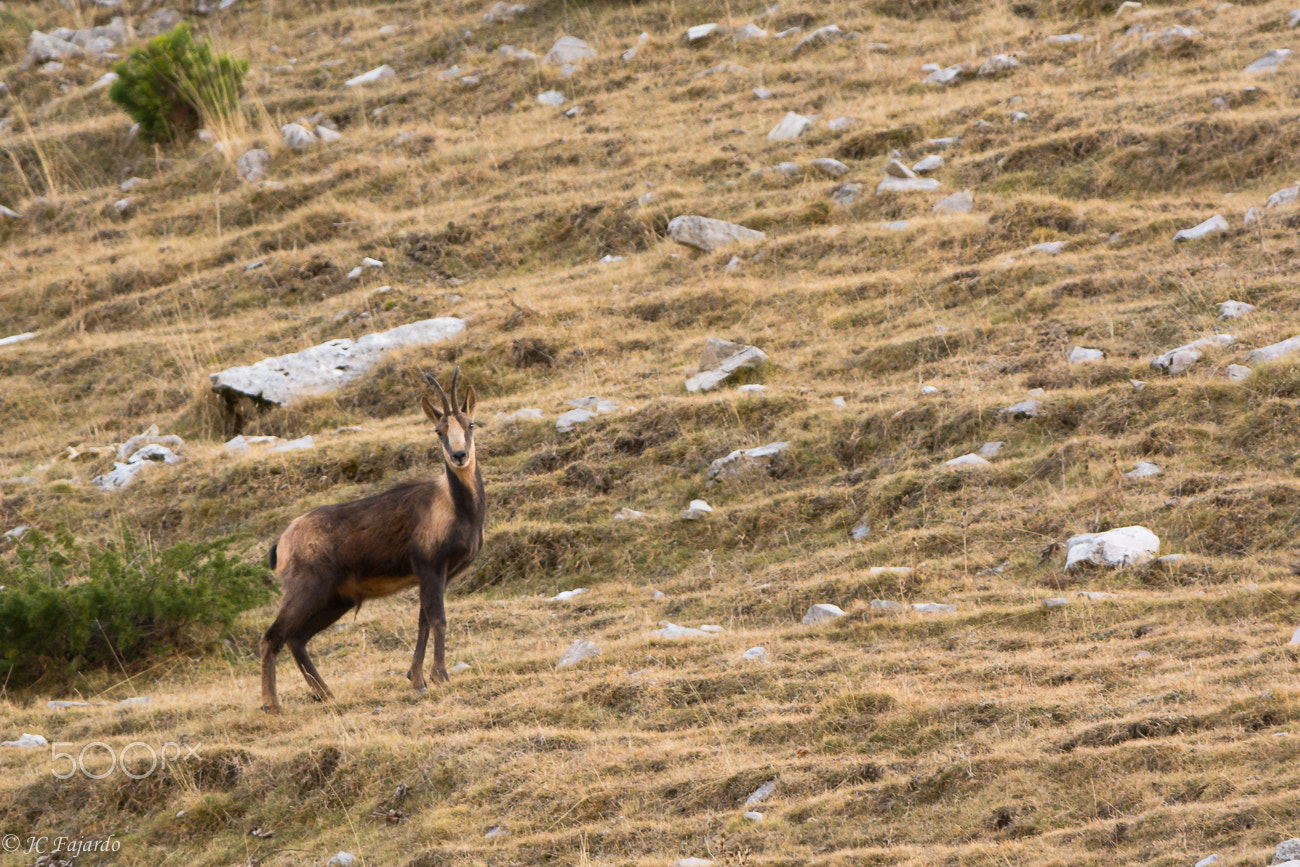 Nikon AF-S Nikkor 300mm F2.8G ED-IF VR sample photo. Resident of the mountain photography