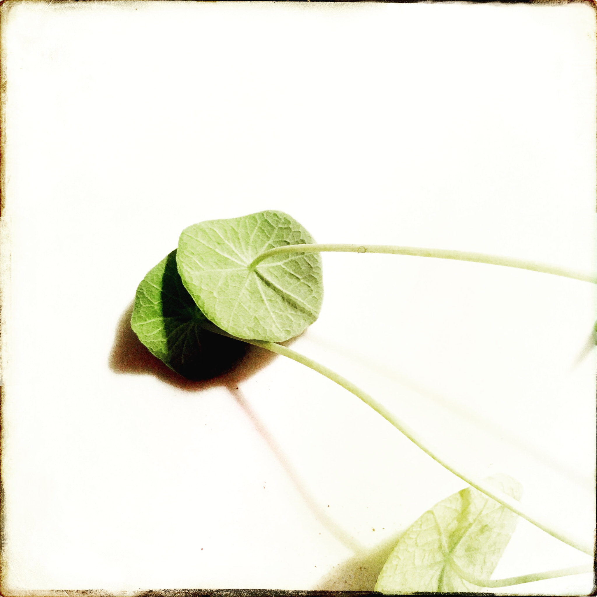 Hipstamatic 322 sample photo. Indian gardencress photography