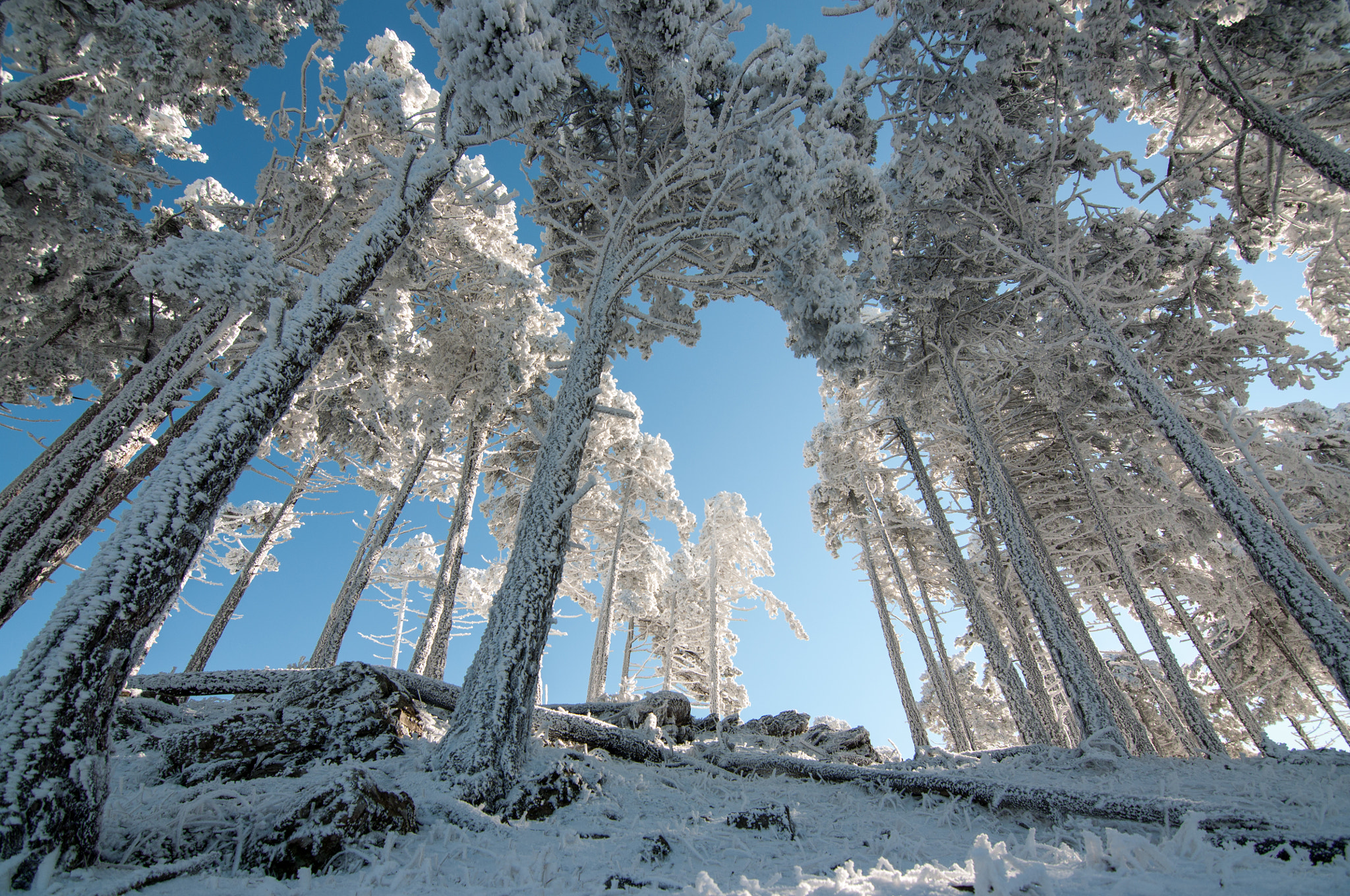 Nikon D90 + Tokina AT-X Pro 11-16mm F2.8 DX II sample photo. Snowy pines photography