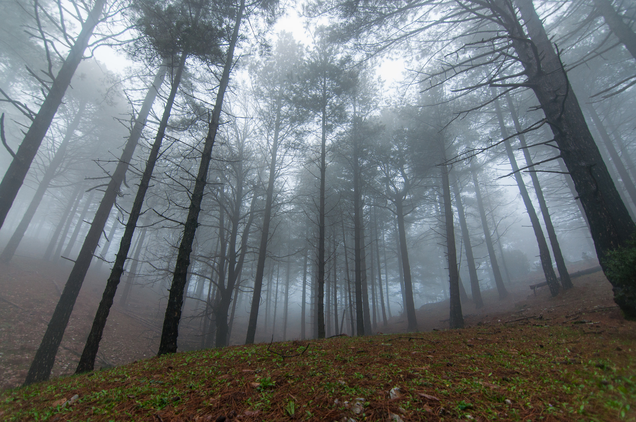 Nikon D90 + Tokina AT-X Pro 11-16mm F2.8 DX II sample photo. Misty forest photography