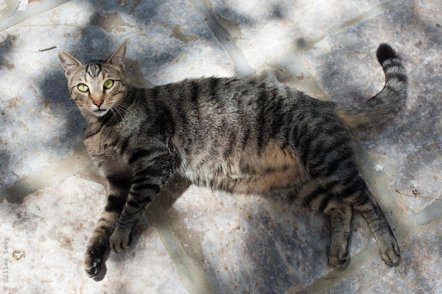 Nikon D700 + Nikon AF-S Nikkor 35mm F1.8G ED sample photo. A very friendly cat photography