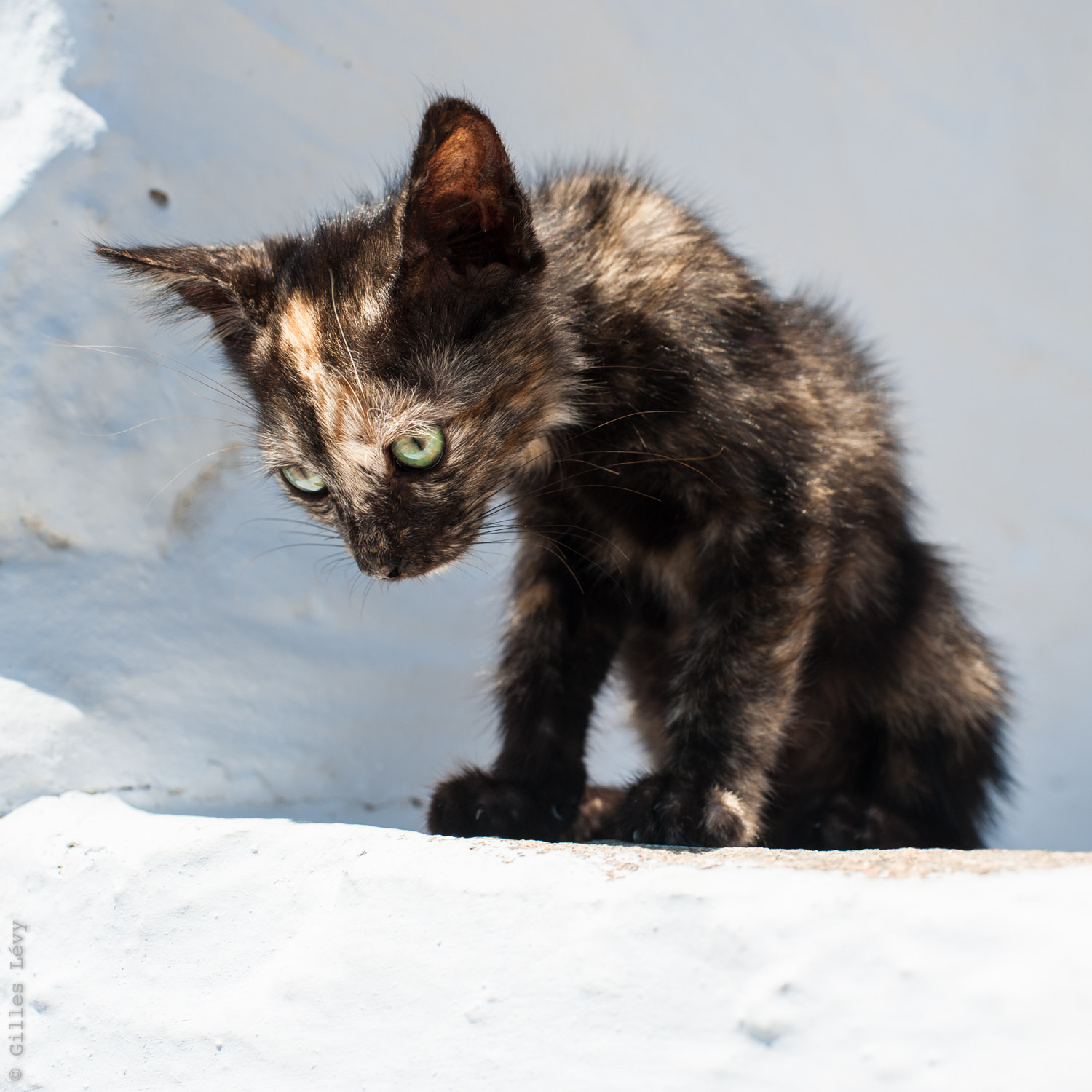 Nikon D700 + Nikon AF-S Nikkor 35mm F1.8G ED sample photo. Skinny kitten photography