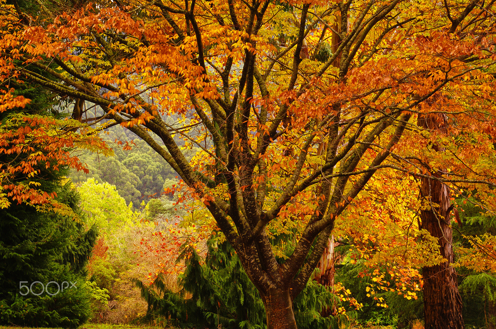 Pentax K-7 sample photo. Autumn in the gardens photography