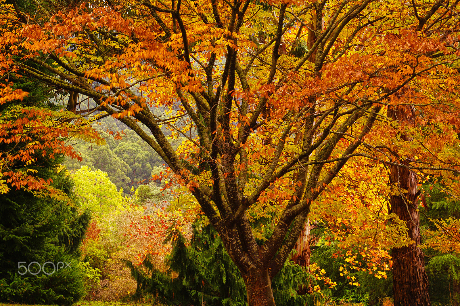 smc PENTAX-F 70-210mm F4-5.6 sample photo. Autumn in the gardens photography