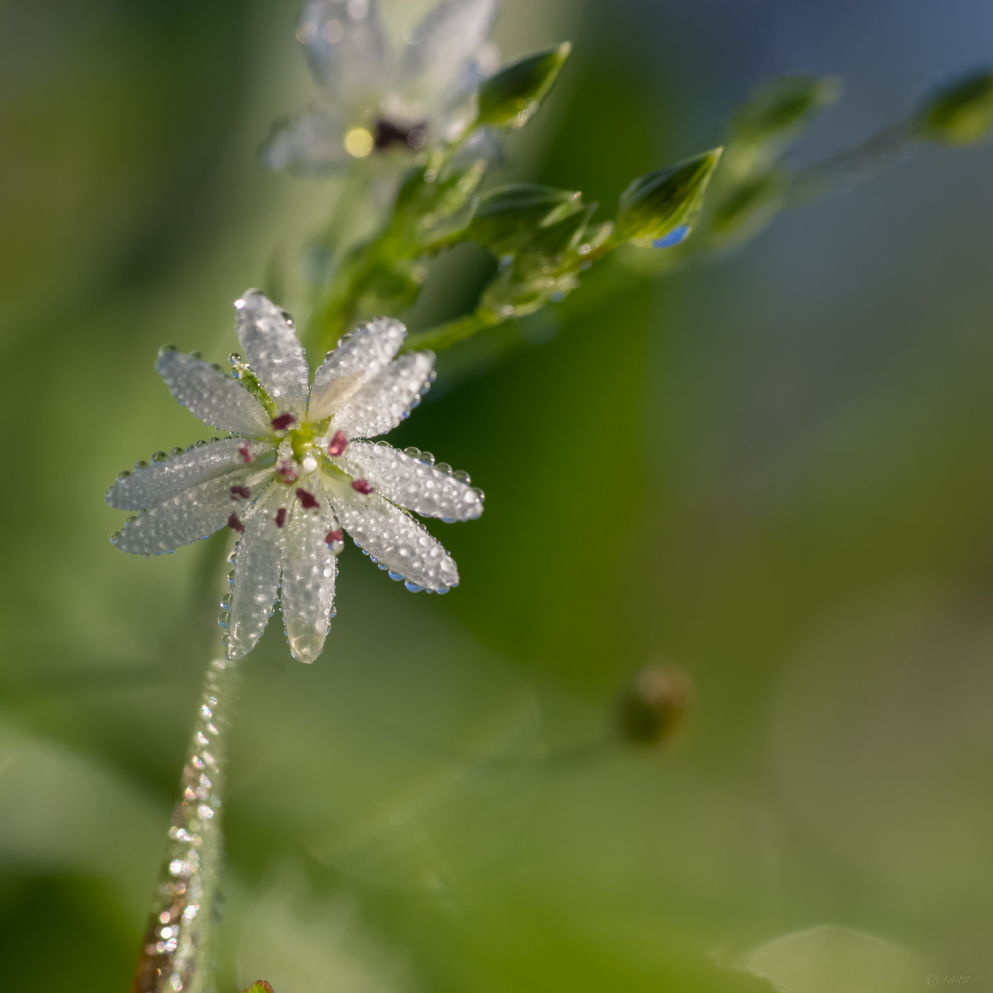 Sony SLT-A77 sample photo. Mist on flower photography