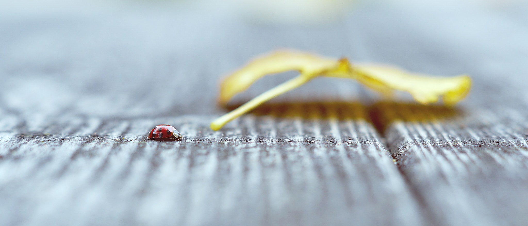 Sony ILCA-77M2 + Sony DT 50mm F1.8 SAM sample photo. Ladybug photography