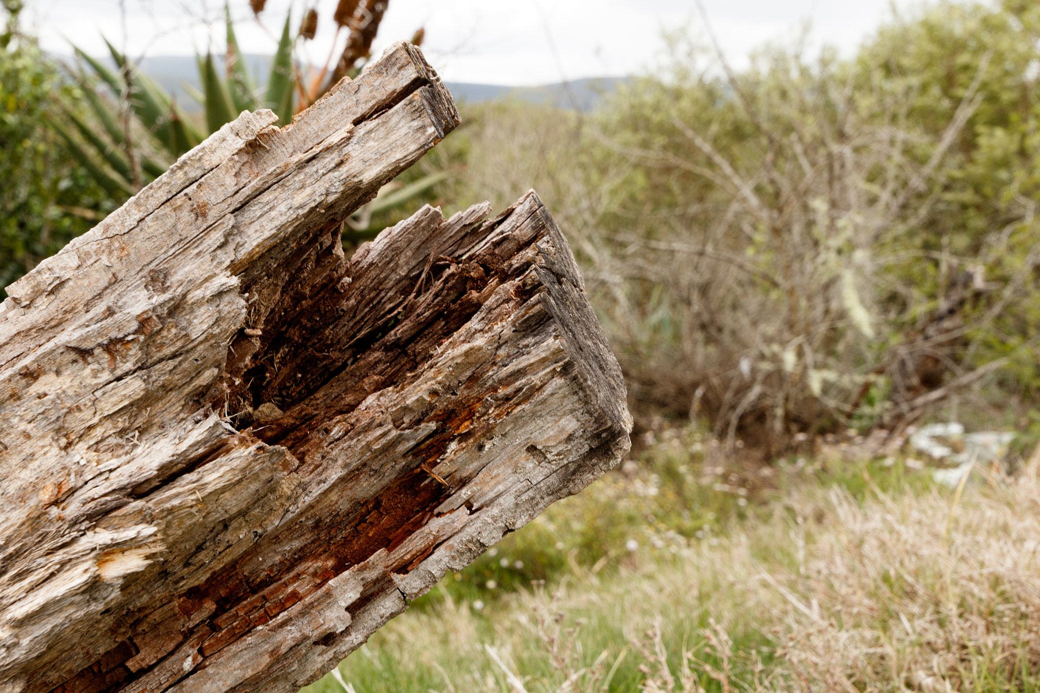 Canon EOS 7D Mark II + Canon EF 300mm f/2.8L sample photo. The bark of a dead tree trunk photography