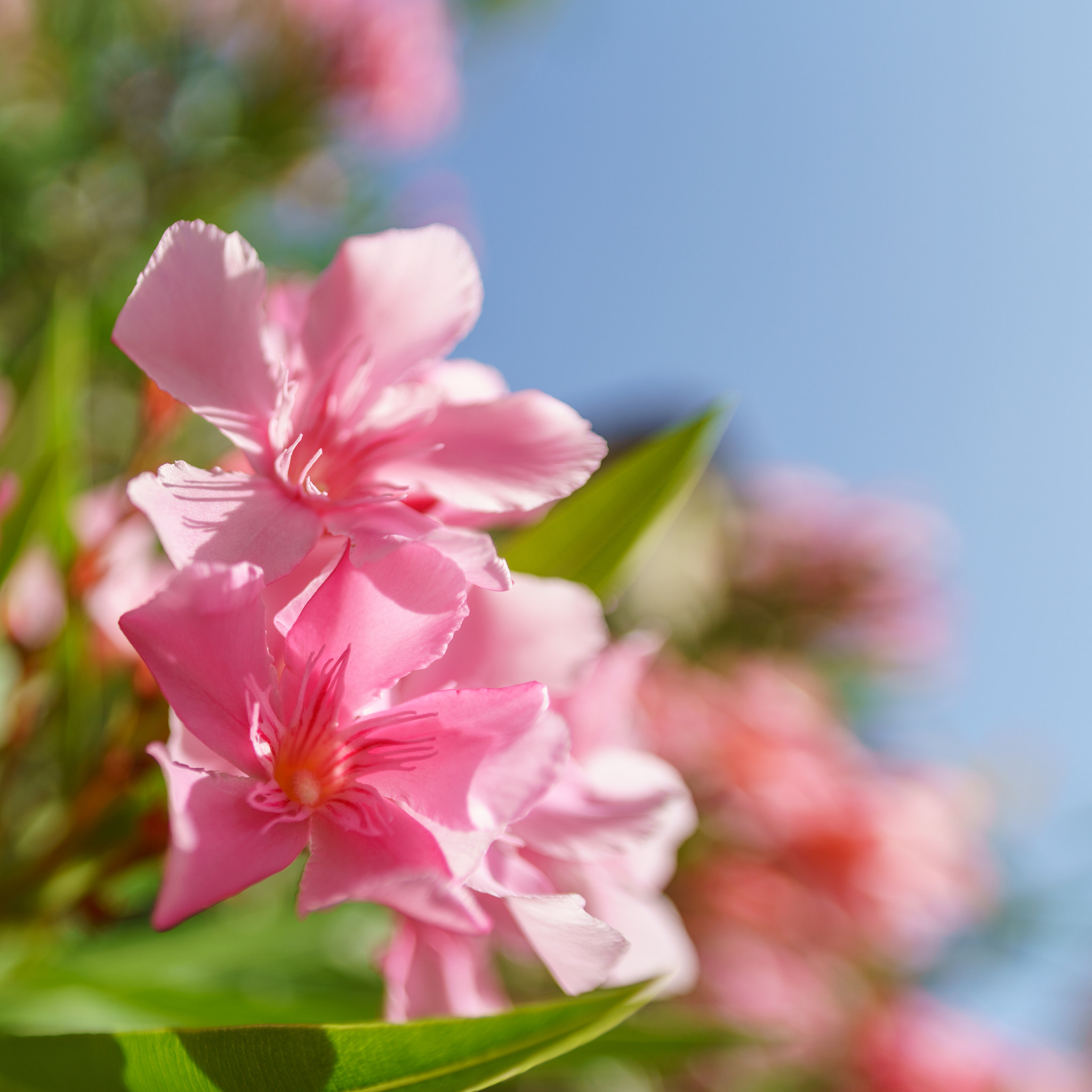 Sony a7R II sample photo. Bain de soleil floral photography