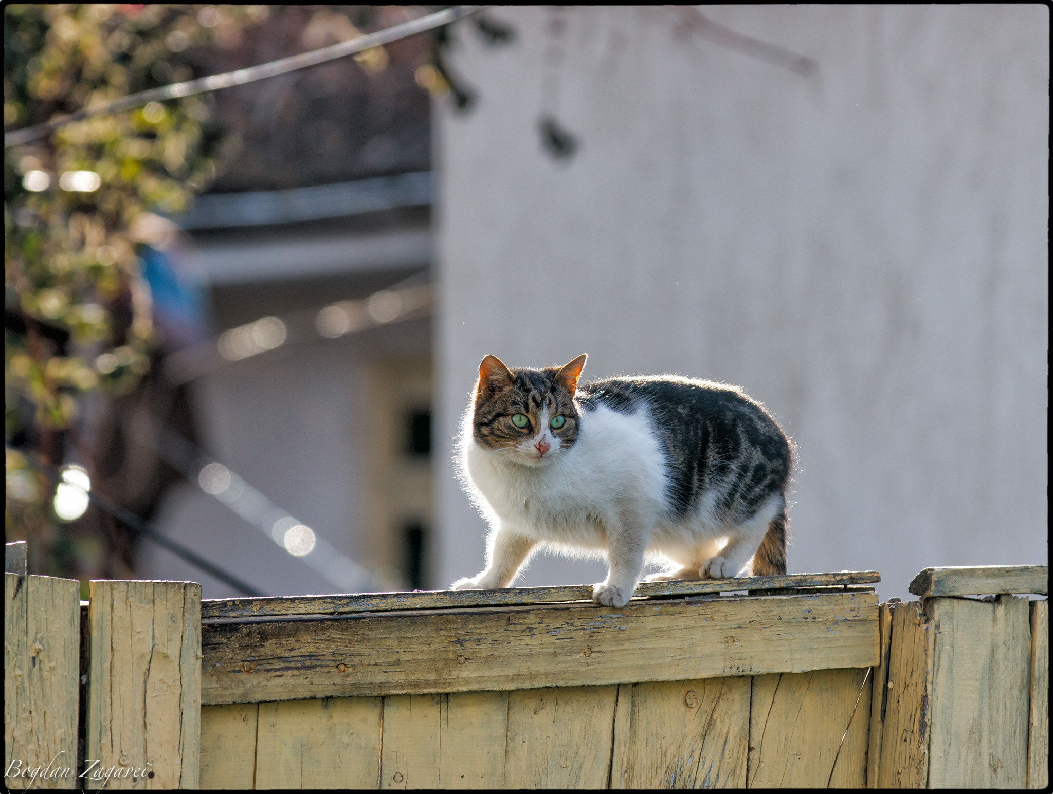 Canon EOS 600D (Rebel EOS T3i / EOS Kiss X5) + Canon EF 70-200mm F2.8L IS II USM sample photo. Cat on ward photography