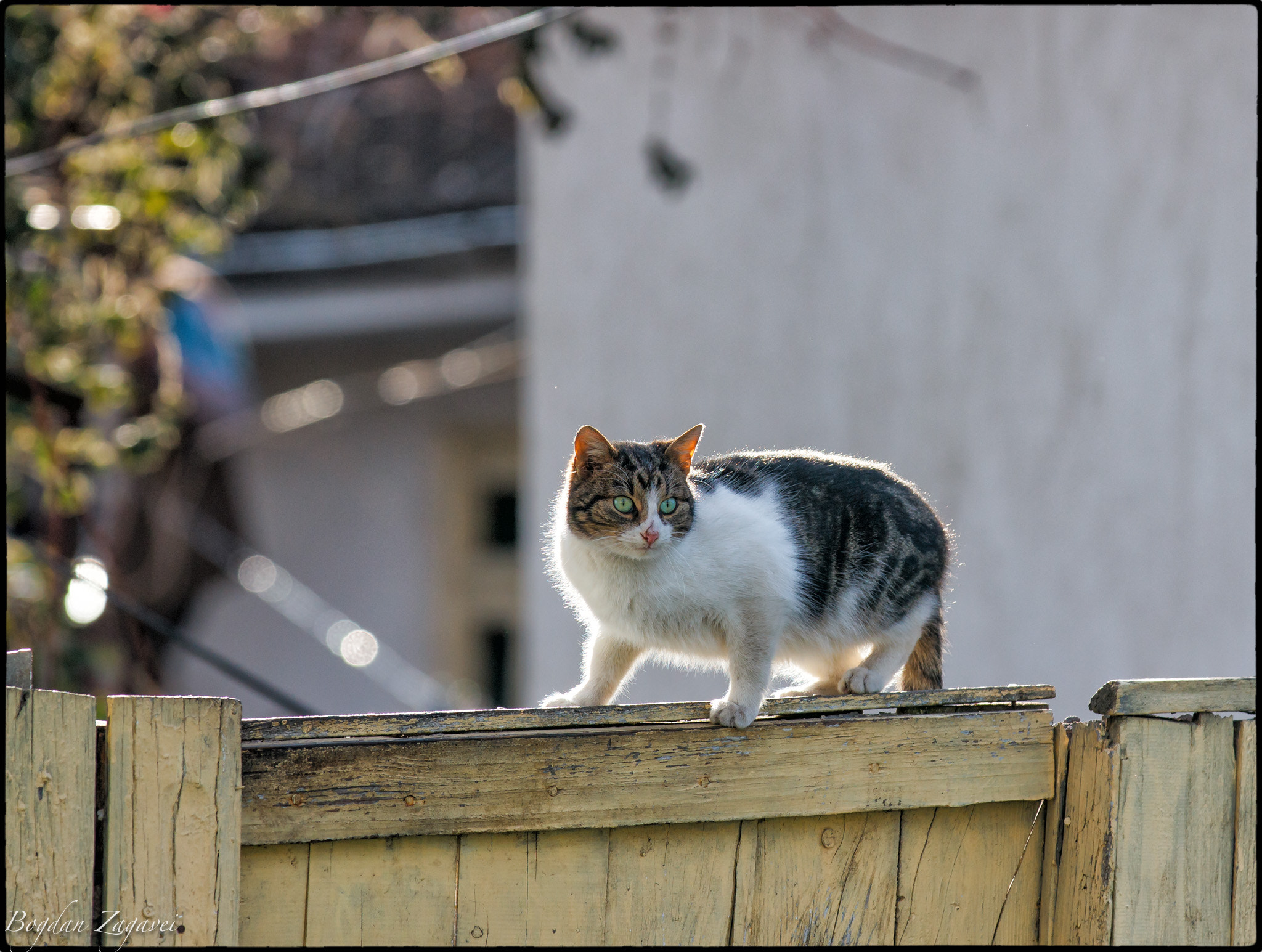 Canon EF 70-200mm F2.8L IS II USM sample photo. Cat on ward photography