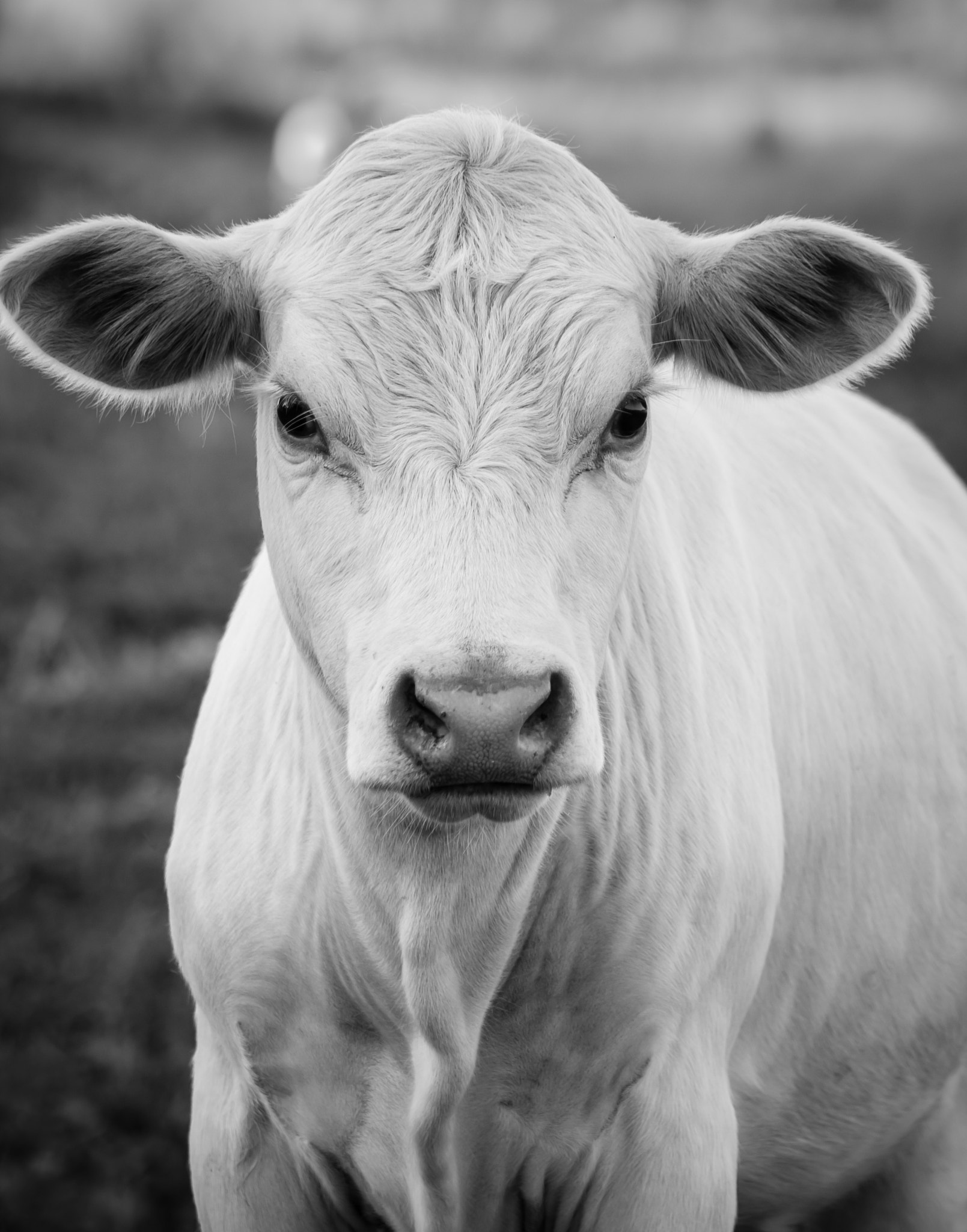 Canon EOS 1000D (EOS Digital Rebel XS / EOS Kiss F) + EF75-300mm f/4-5.6 sample photo. Black and white charolais cow photography