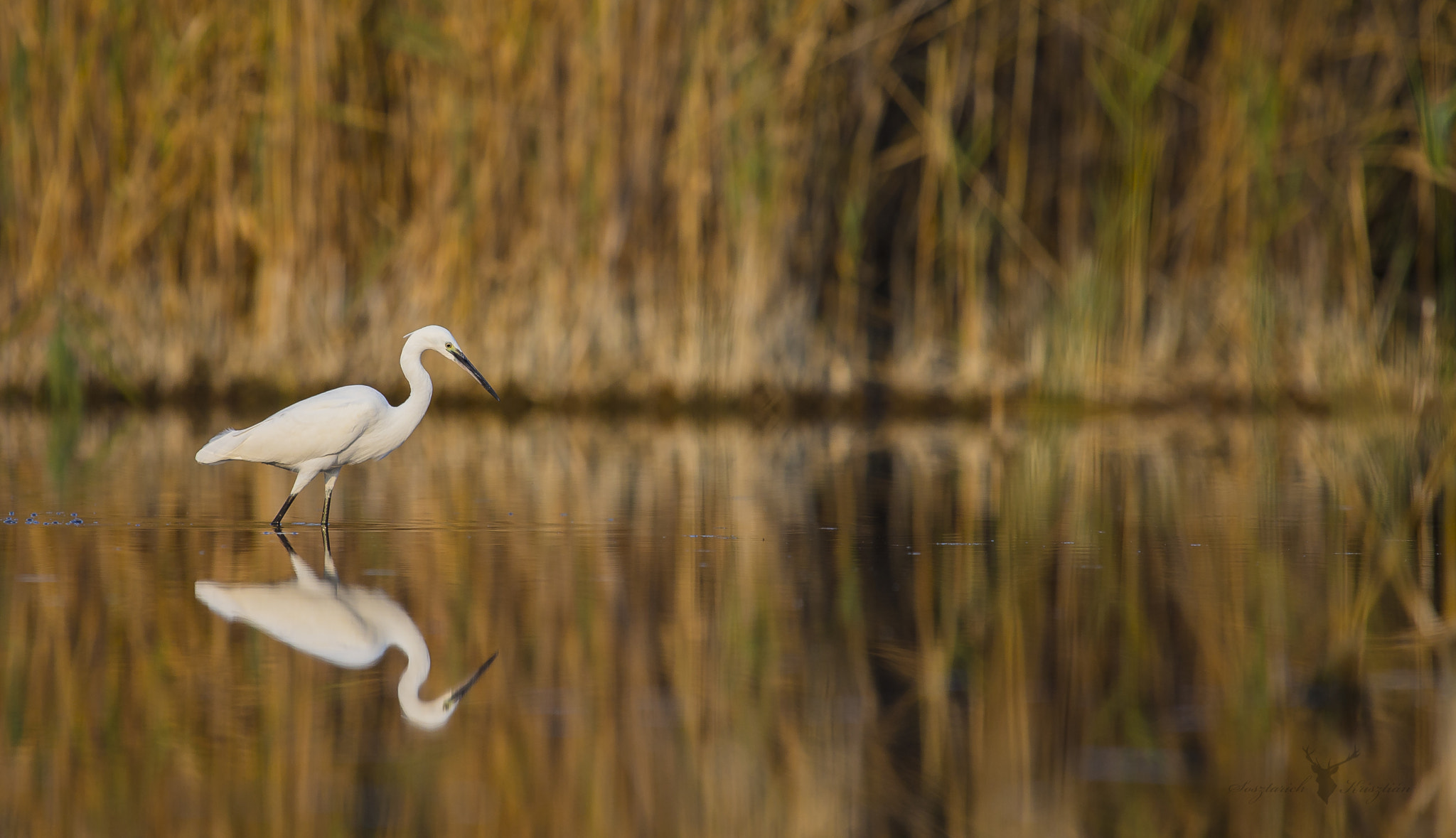 Canon EF 300mm f/2.8L + 1.4x sample photo. Aaw photography