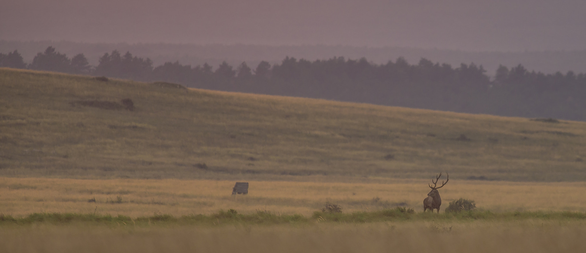 Canon EOS-1D X + Canon EF 300mm f/2.8L + 1.4x sample photo. Aaw photography