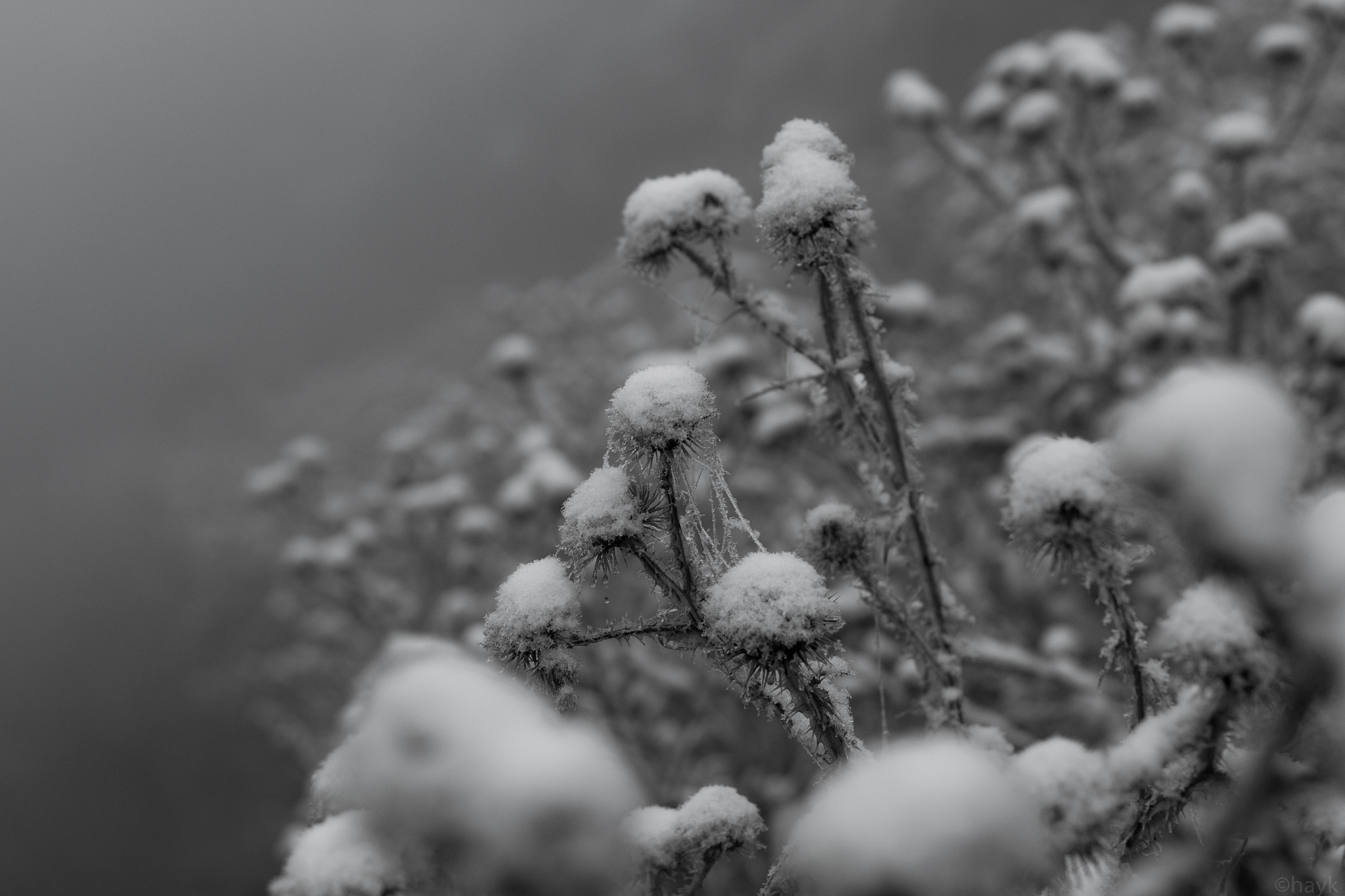 Canon EOS 1200D (EOS Rebel T5 / EOS Kiss X70 / EOS Hi) + Canon EF 50mm F1.4 USM sample photo. Winter is coming photography