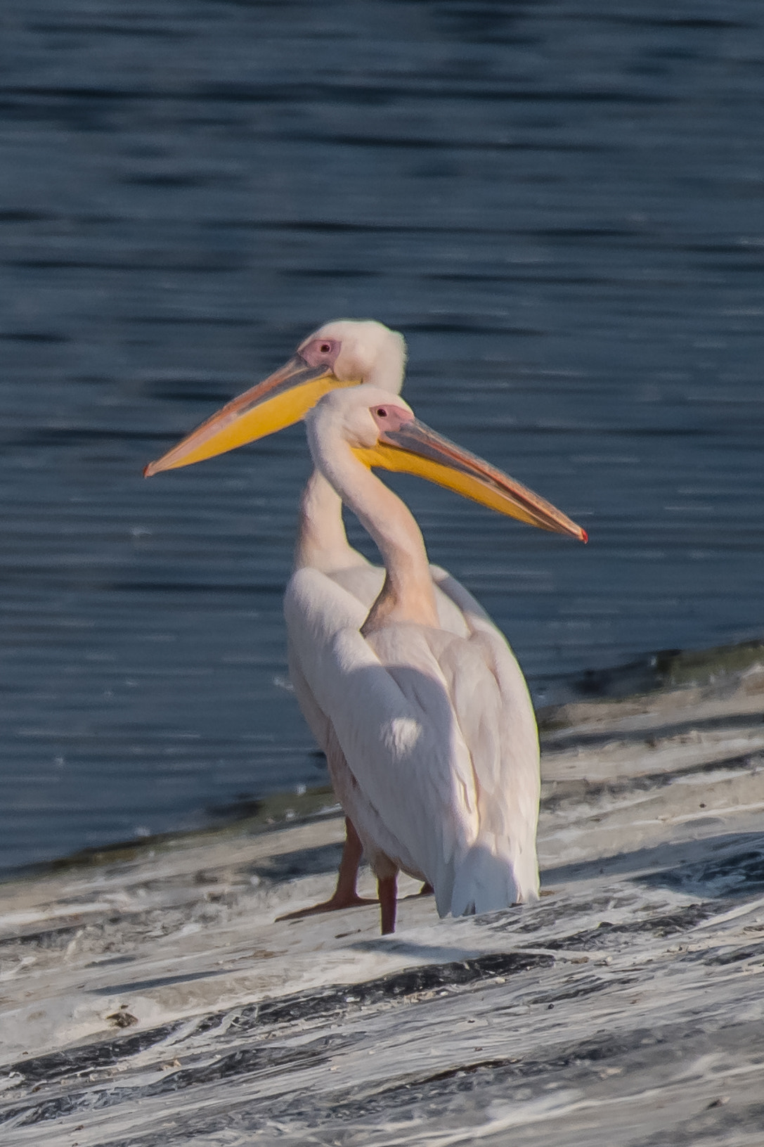 Nikon AF-S Nikkor 200-500mm F5.6E ED VR sample photo. Siam twins photography