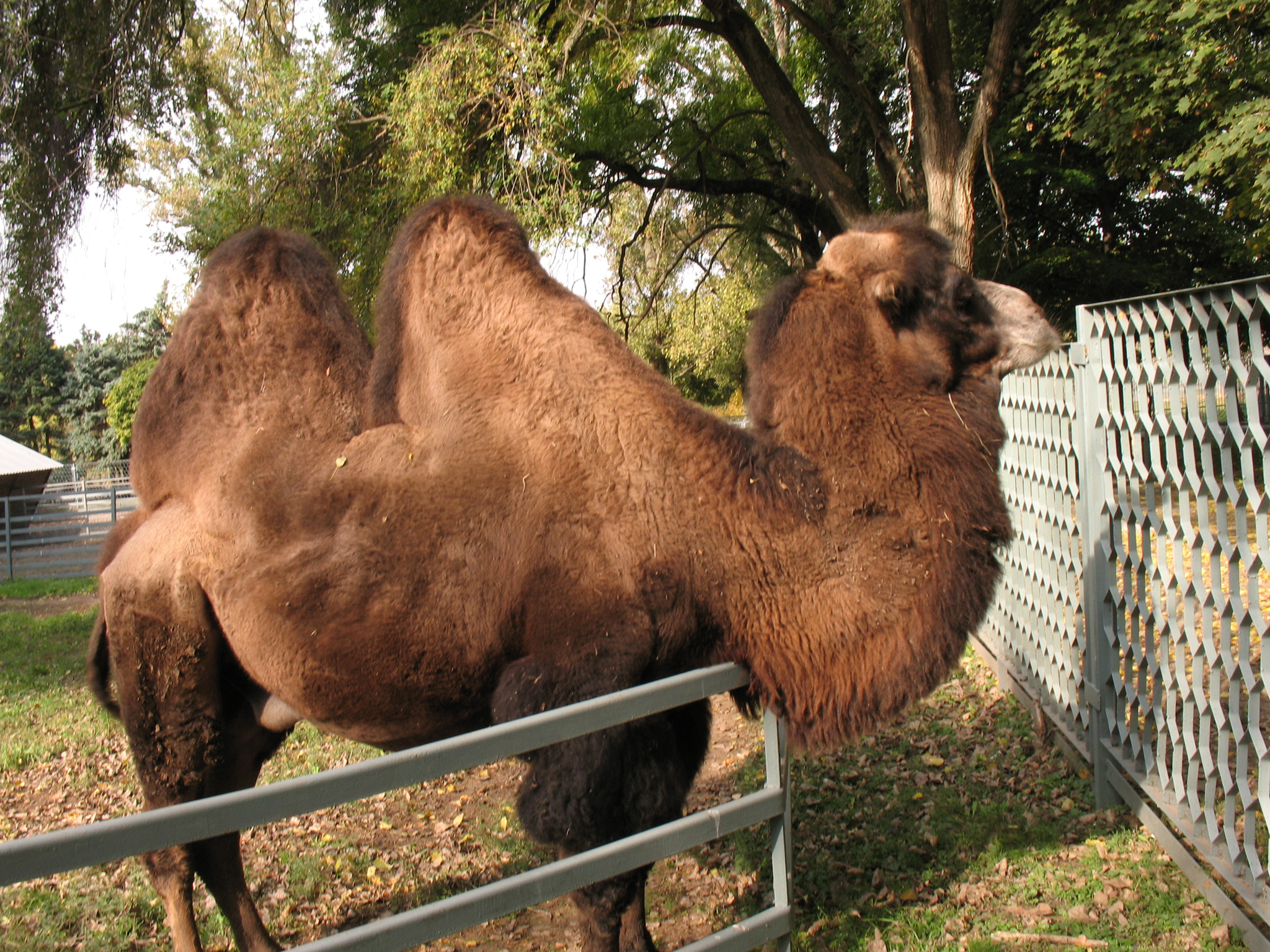 Canon POWERSHOT A630 sample photo. In the rostov zoo live camel which name is boris. photography