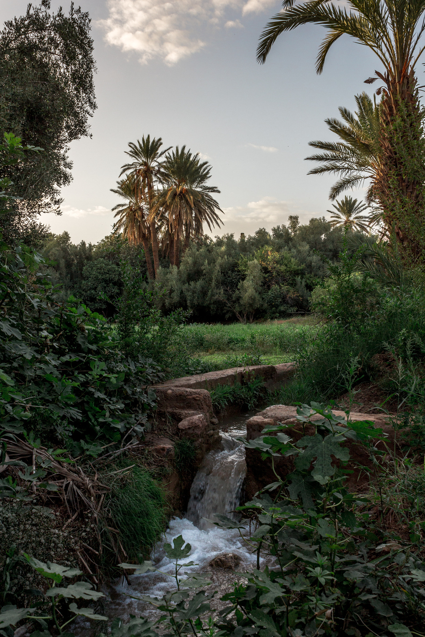 Canon EF-S 18-55mm F3.5-5.6 IS sample photo. Palm grove photography