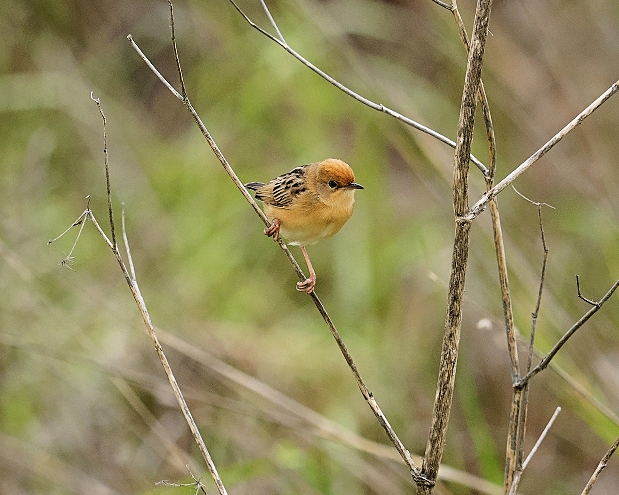 Panasonic Lumix DMC-GH4 + Olympus M.Zuiko Digital ED 40-150mm F2.8 Pro sample photo. Male golden-headed cisticola in breeding plumage photography