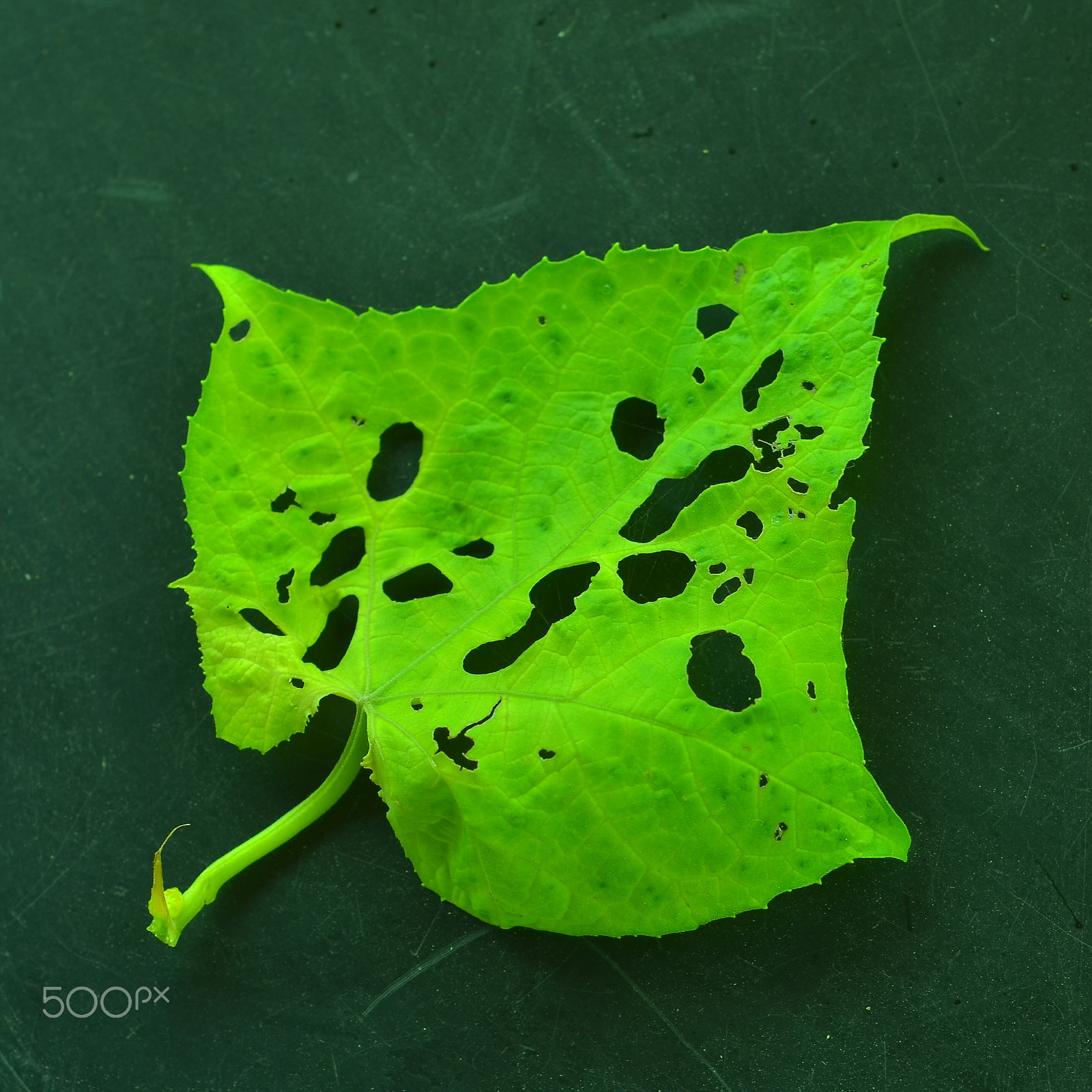 Nikon D7000 + AF Nikkor 50mm f/1.8 sample photo. Green leaf photography