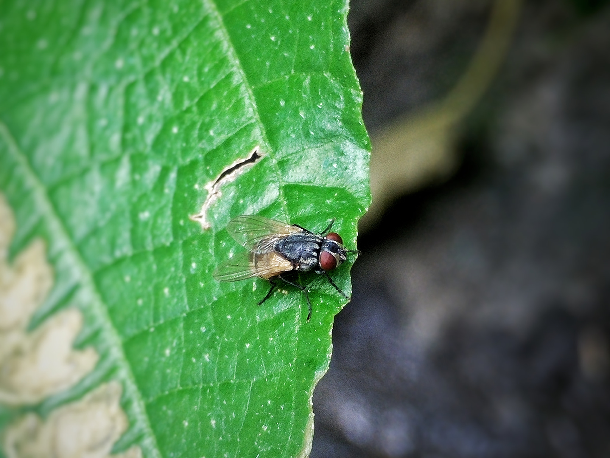OPPO Find7 sample photo. F.l.y photography