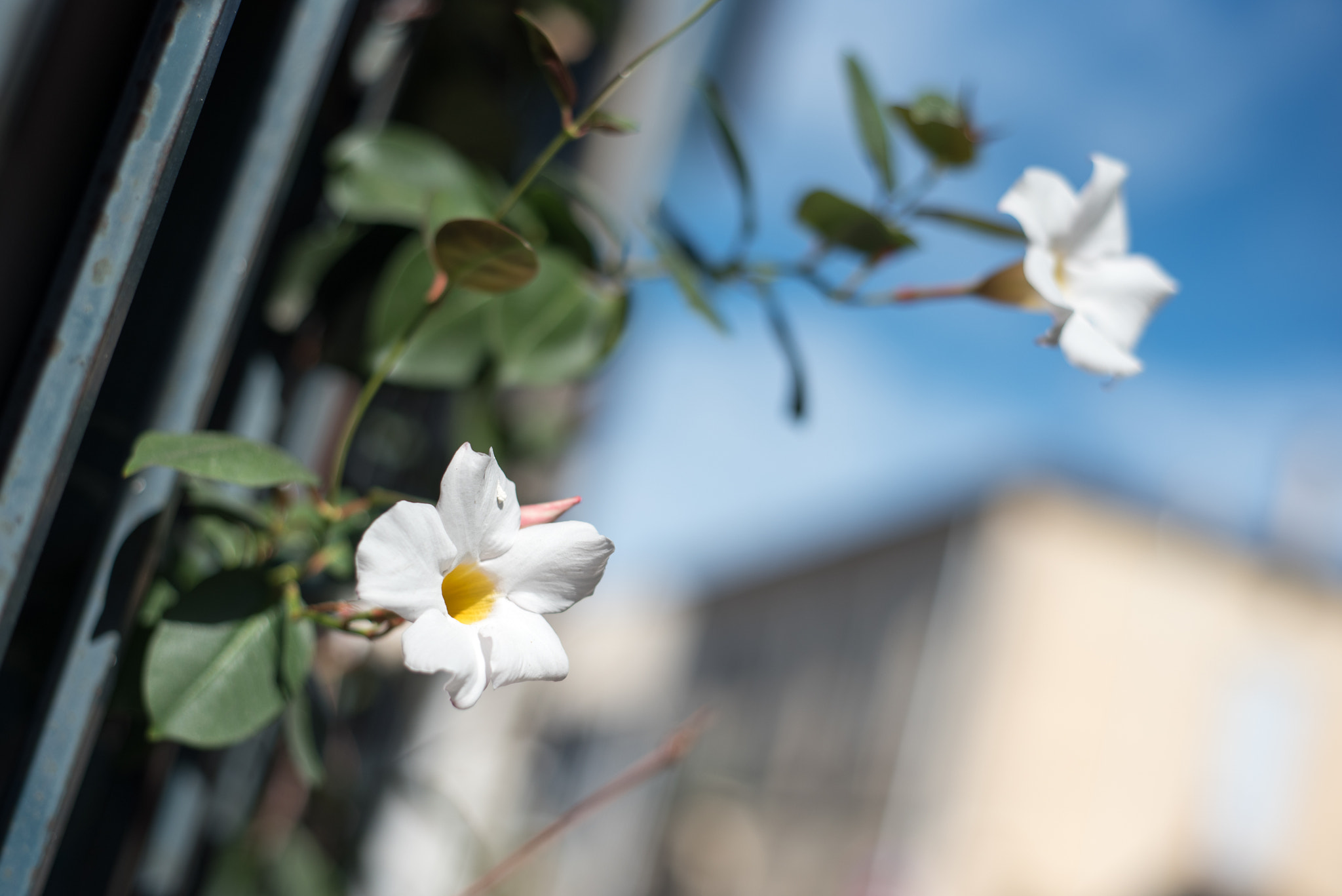 Nikon D750 + AF Nikkor 50mm f/1.8 sample photo. In the streets of vauvert 2/3 photography