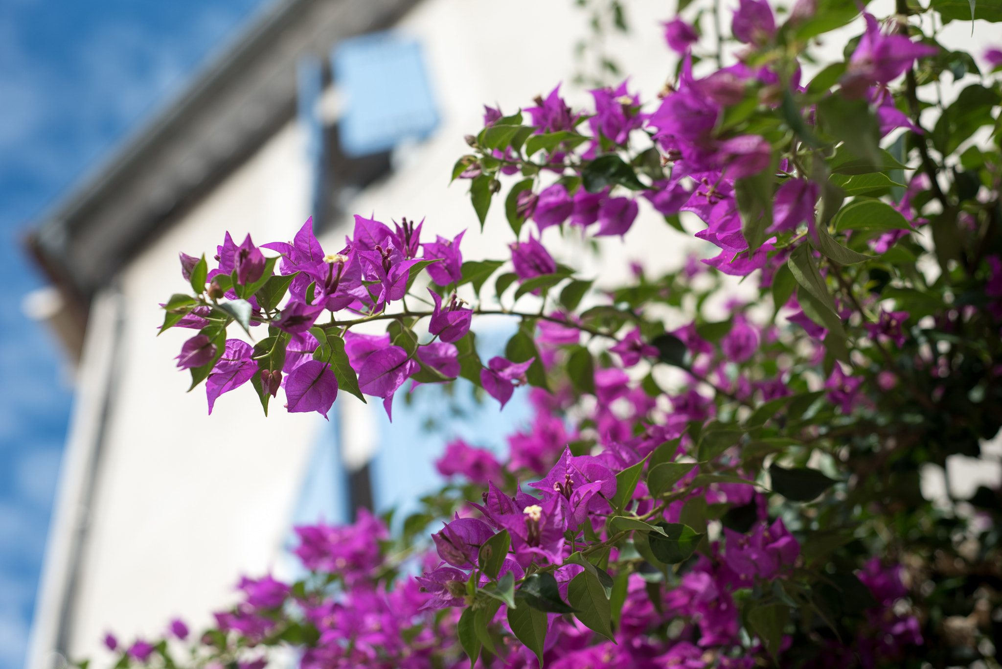 Nikon D750 + AF Nikkor 50mm f/1.8 sample photo. In the streets of vauvert 3/3 photography