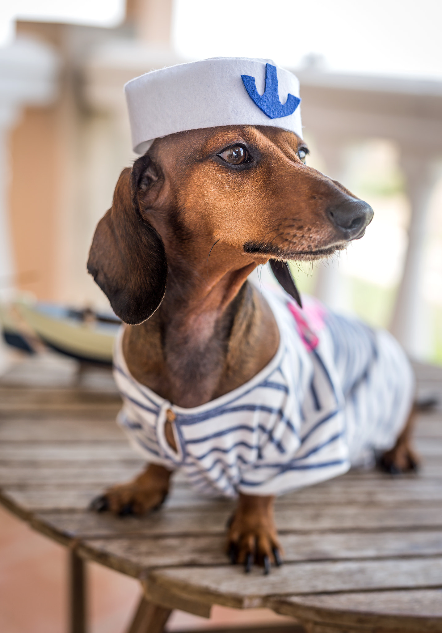 Red dachshund dog with gray shirt