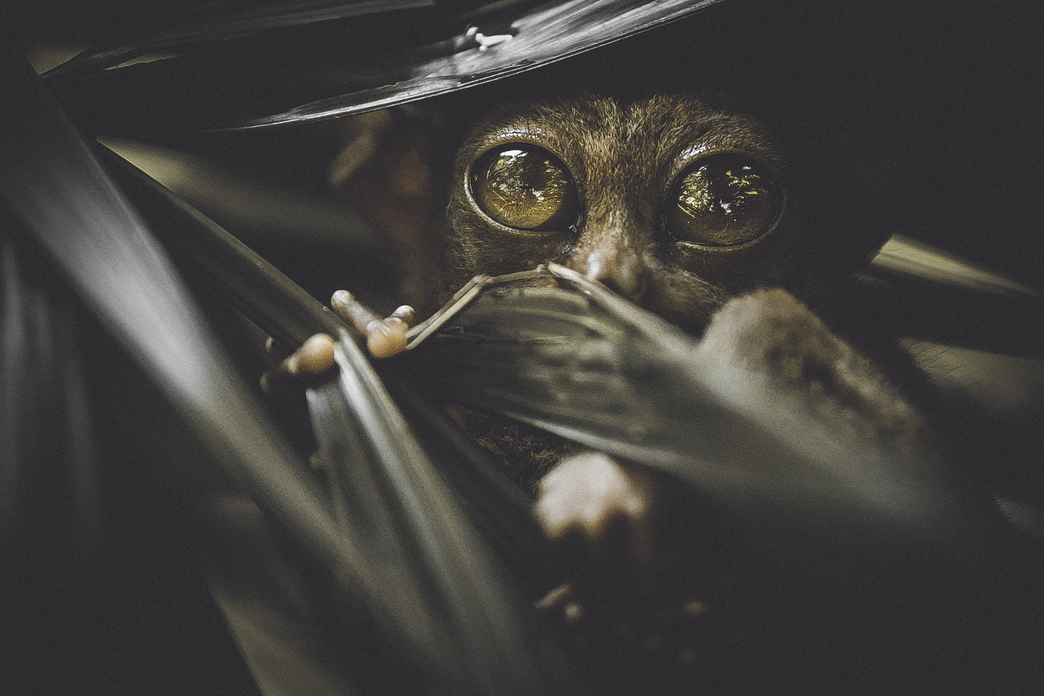 Sigma 50-100mm F1.8 DC HSM Art sample photo. Tarsier photography