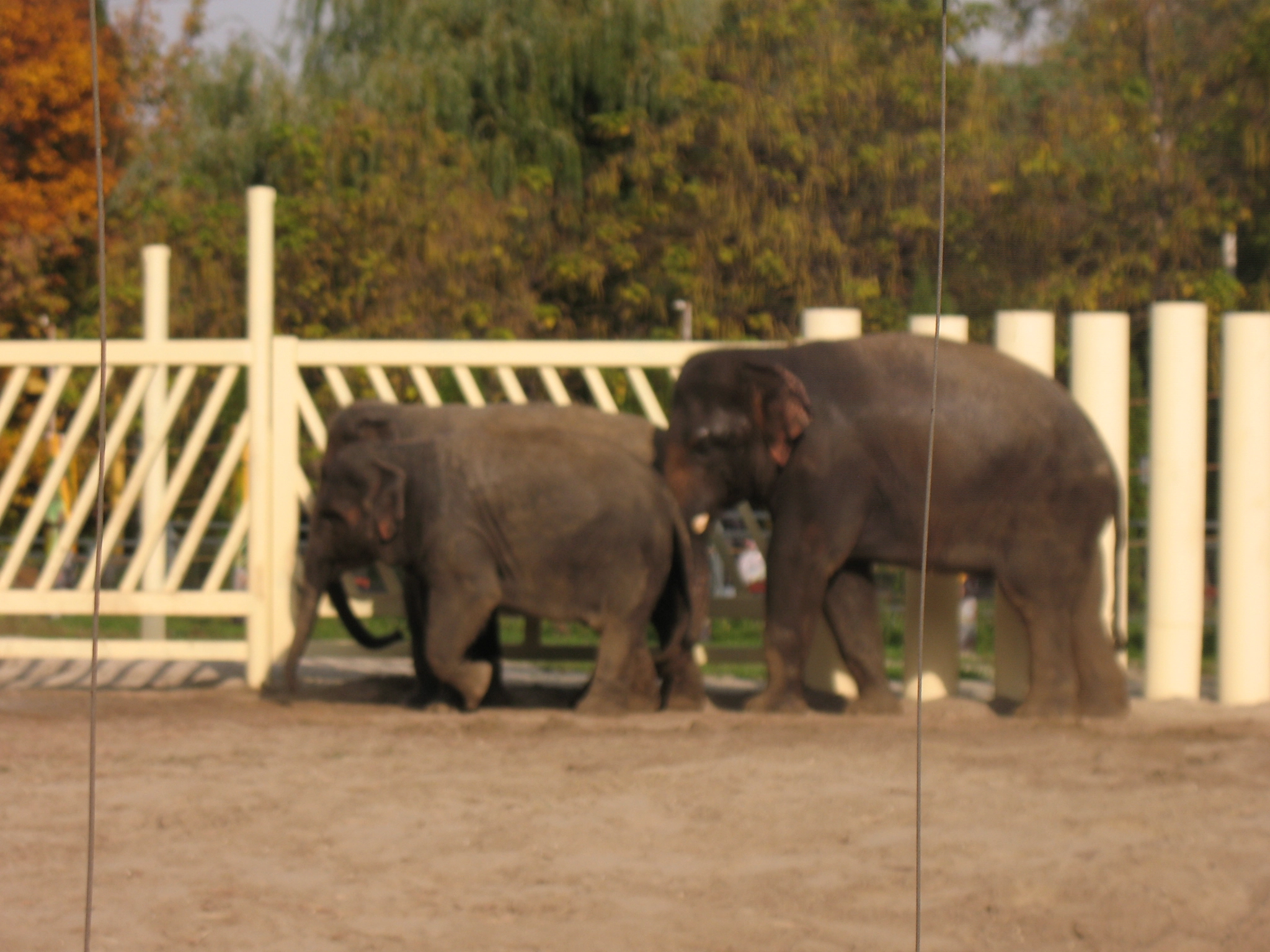 Canon POWERSHOT A630 sample photo. In the zoo lives yuma indian elephant, cinta and her daughter sitara. photography