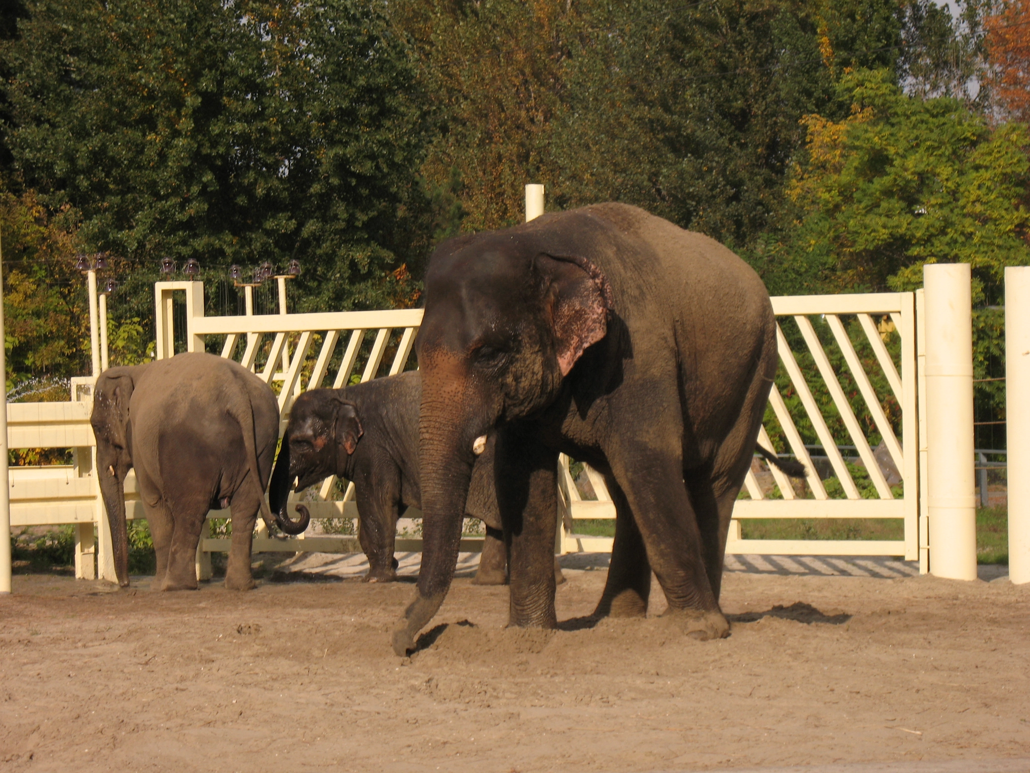 Canon POWERSHOT A630 sample photo. In the zoo lives yuma indian elephant, cinta and her daughter sitara. photography