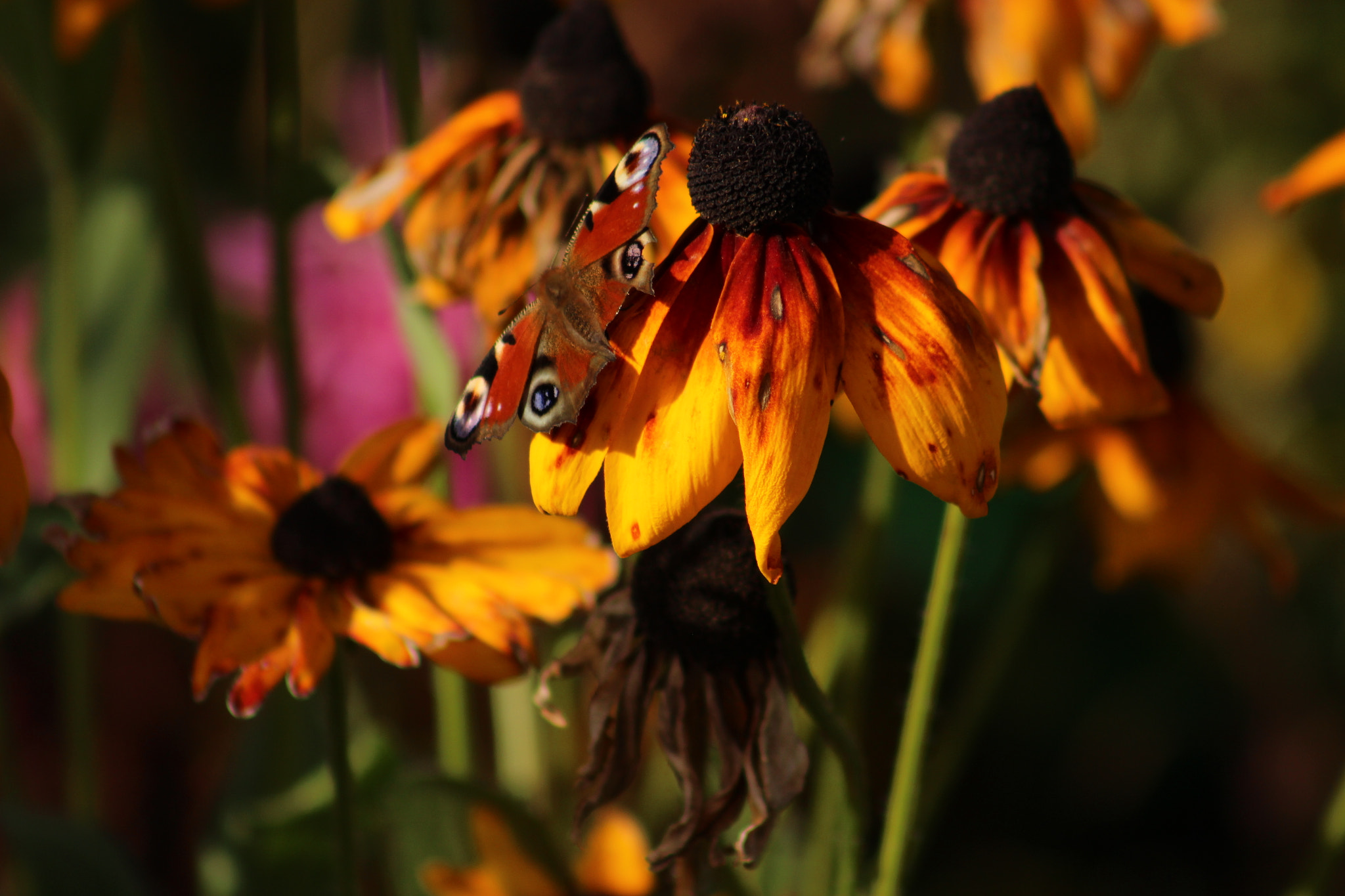 Canon EF 75-300mm f/4-5.6 USM sample photo. Warm day photography