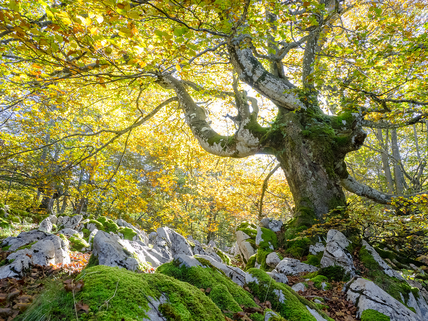 Olympus OM-D E-M1 sample photo. The forest 3 photography