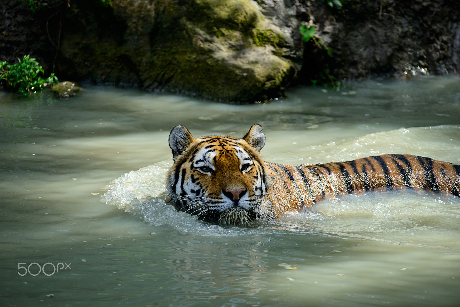 Nikon AF-S Nikkor 300mm F2.8G ED VR II sample photo. Tiger photography