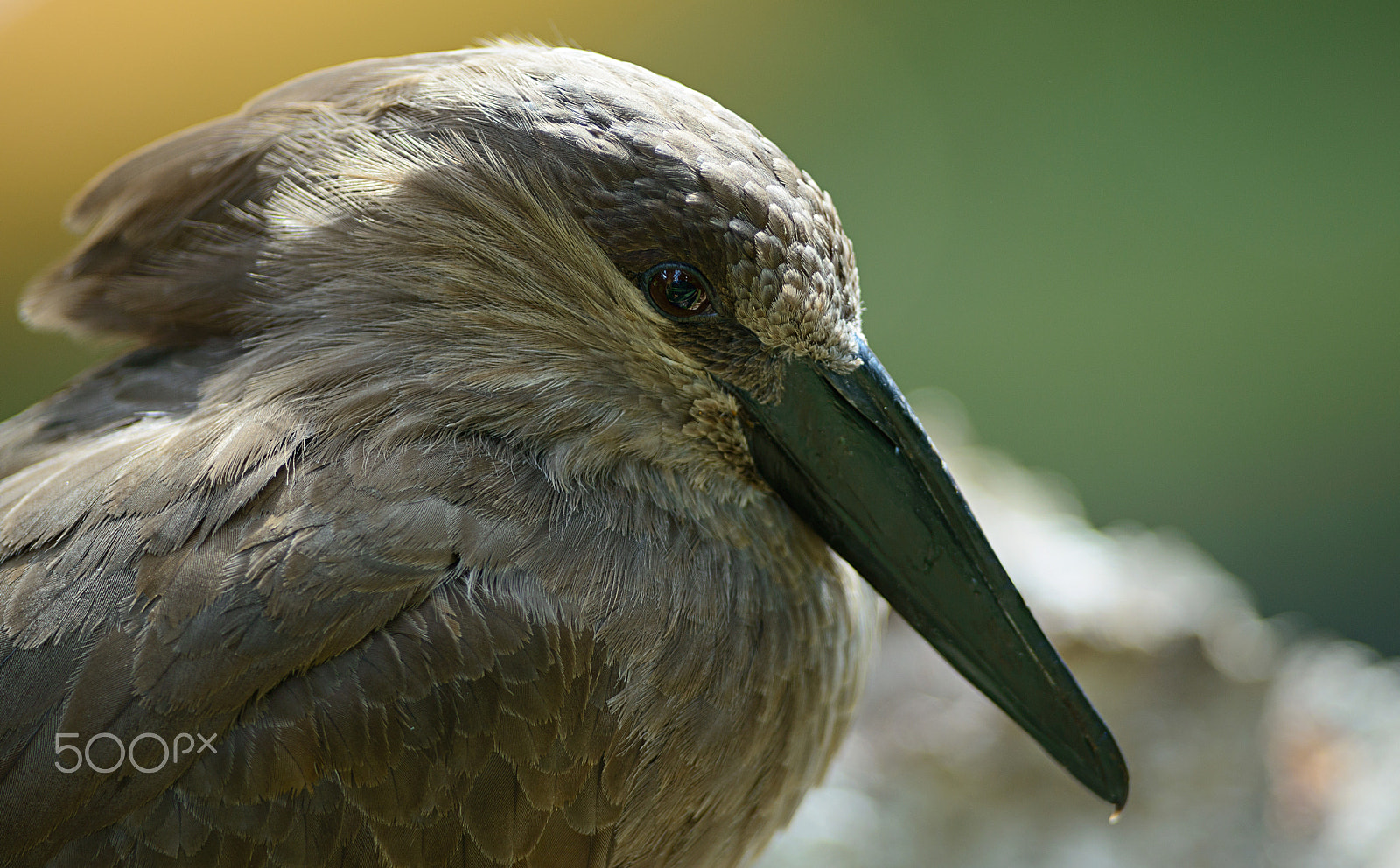 Nikon AF-S Nikkor 300mm F2.8G ED VR II sample photo. Hammerkopf photography