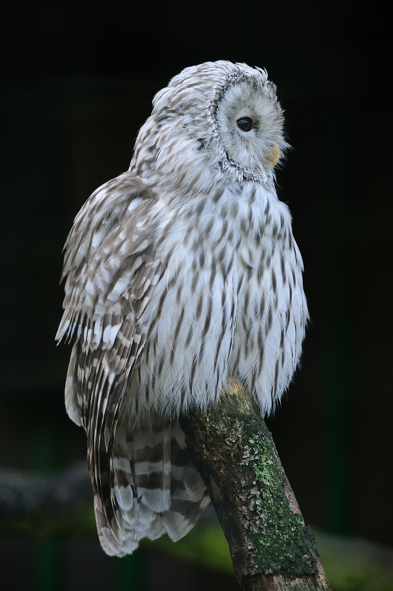 Nikon AF-S Nikkor 200-400mm F4G ED-IF VR sample photo. Habichtskauz photography