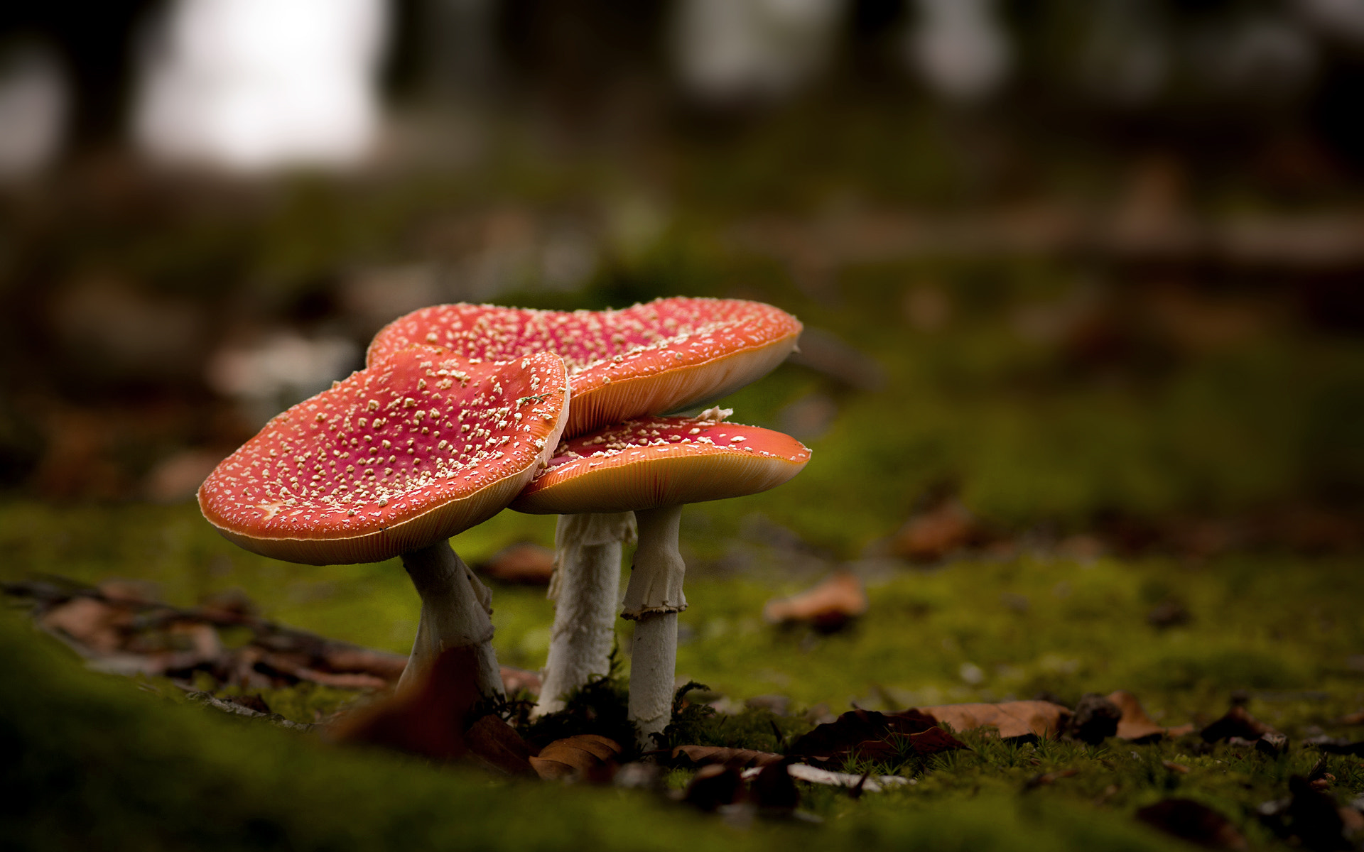 Pentax K-7 sample photo. Mushrooms | still standing trio photography