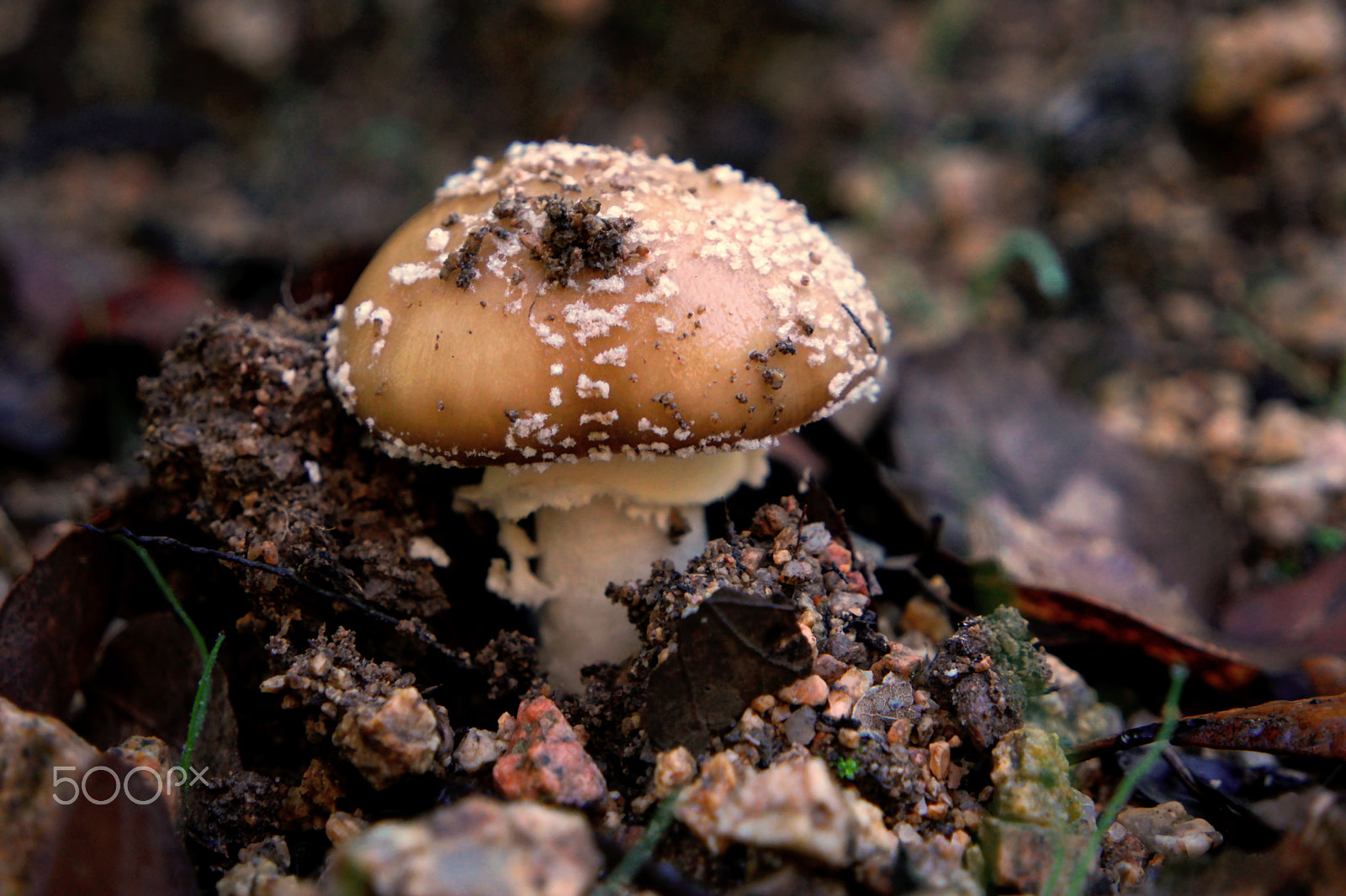 Samsung NX500 + Samsung NX 16-50mm F3.5-5.6 Power Zoom ED OIS sample photo. Mushroom photography
