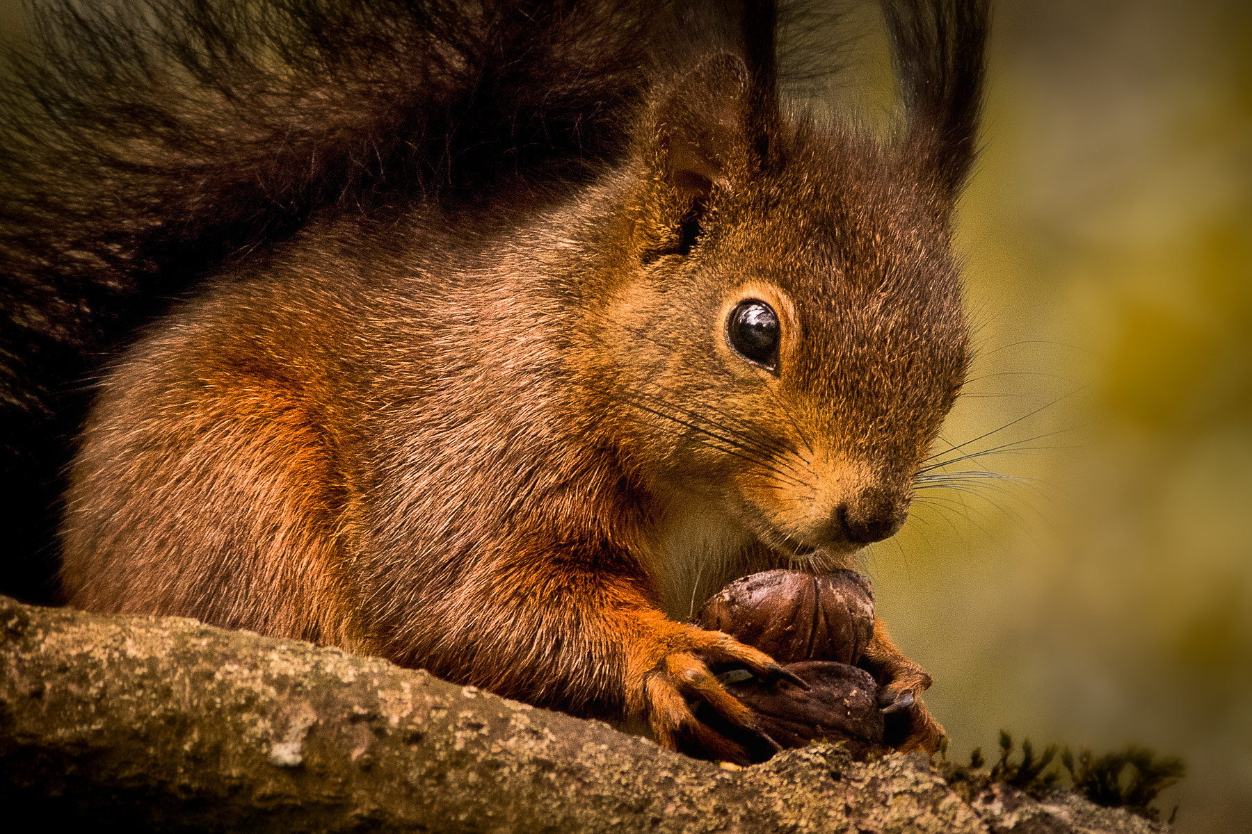 Pentax smc DA* 300mm F4.0 ED (IF) SDM sample photo. Forest | squirell photography