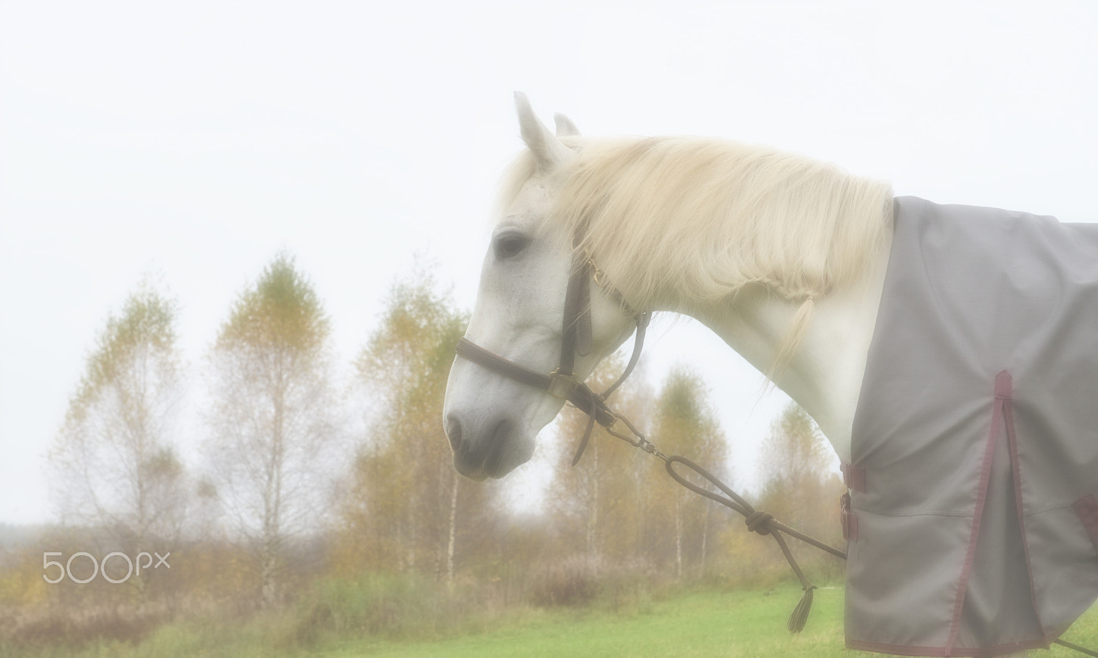 Nikon D600 sample photo. Horse in the fog... photography