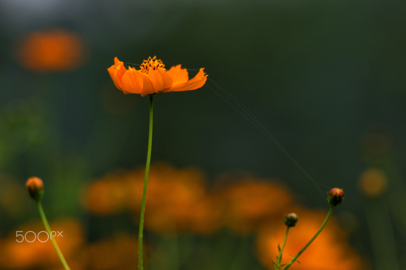Tamron SP 150-600mm F5-6.3 Di VC USD sample photo. Family bond photography