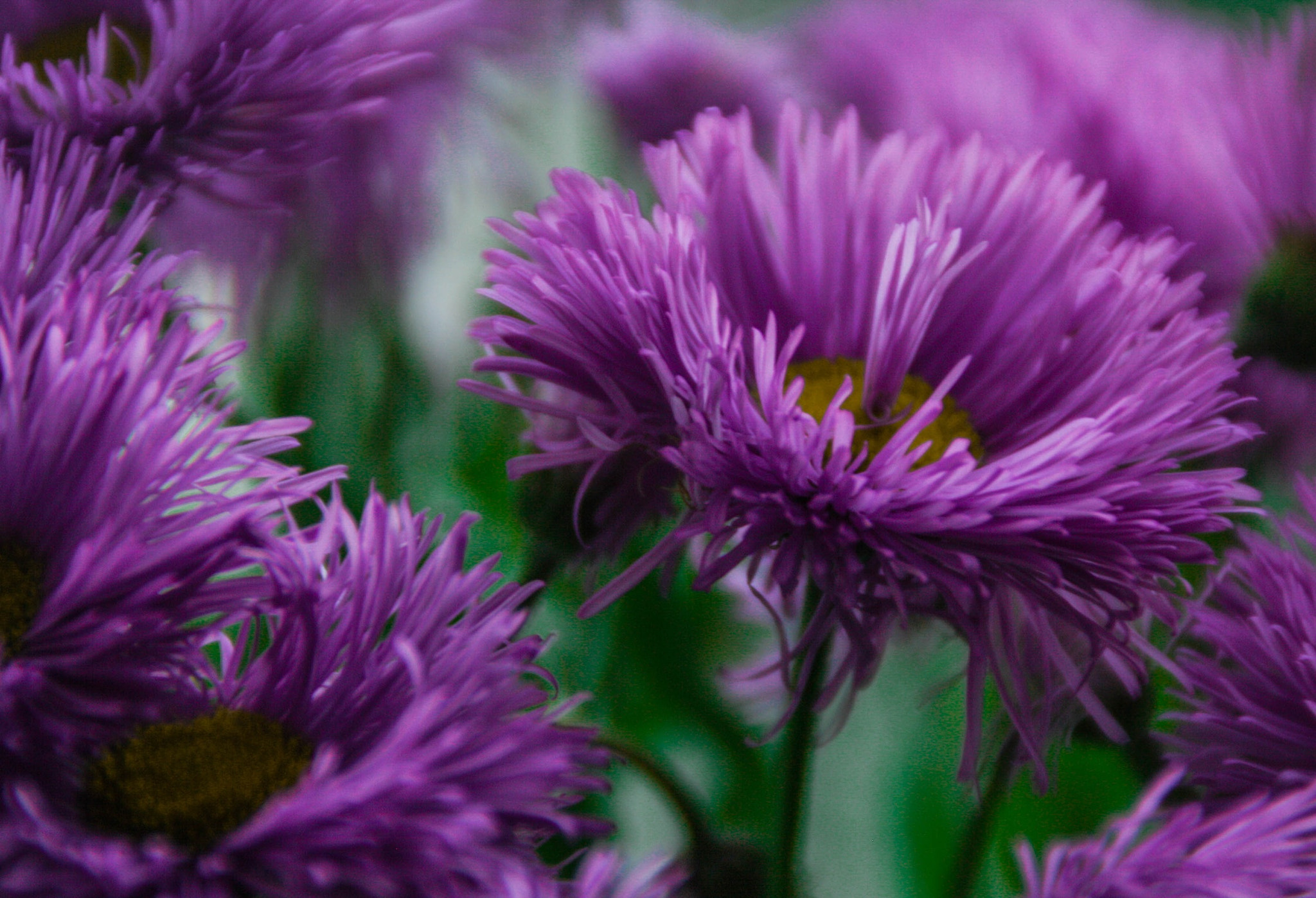 Canon EOS 1000D (EOS Digital Rebel XS / EOS Kiss F) sample photo. Purple joy photography