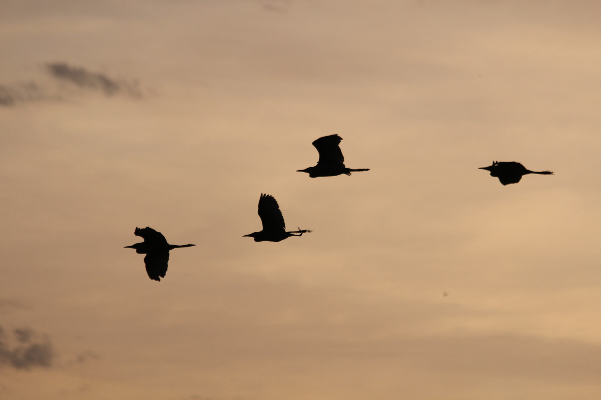 Canon EF 70-300mm F4-5.6 IS USM sample photo
