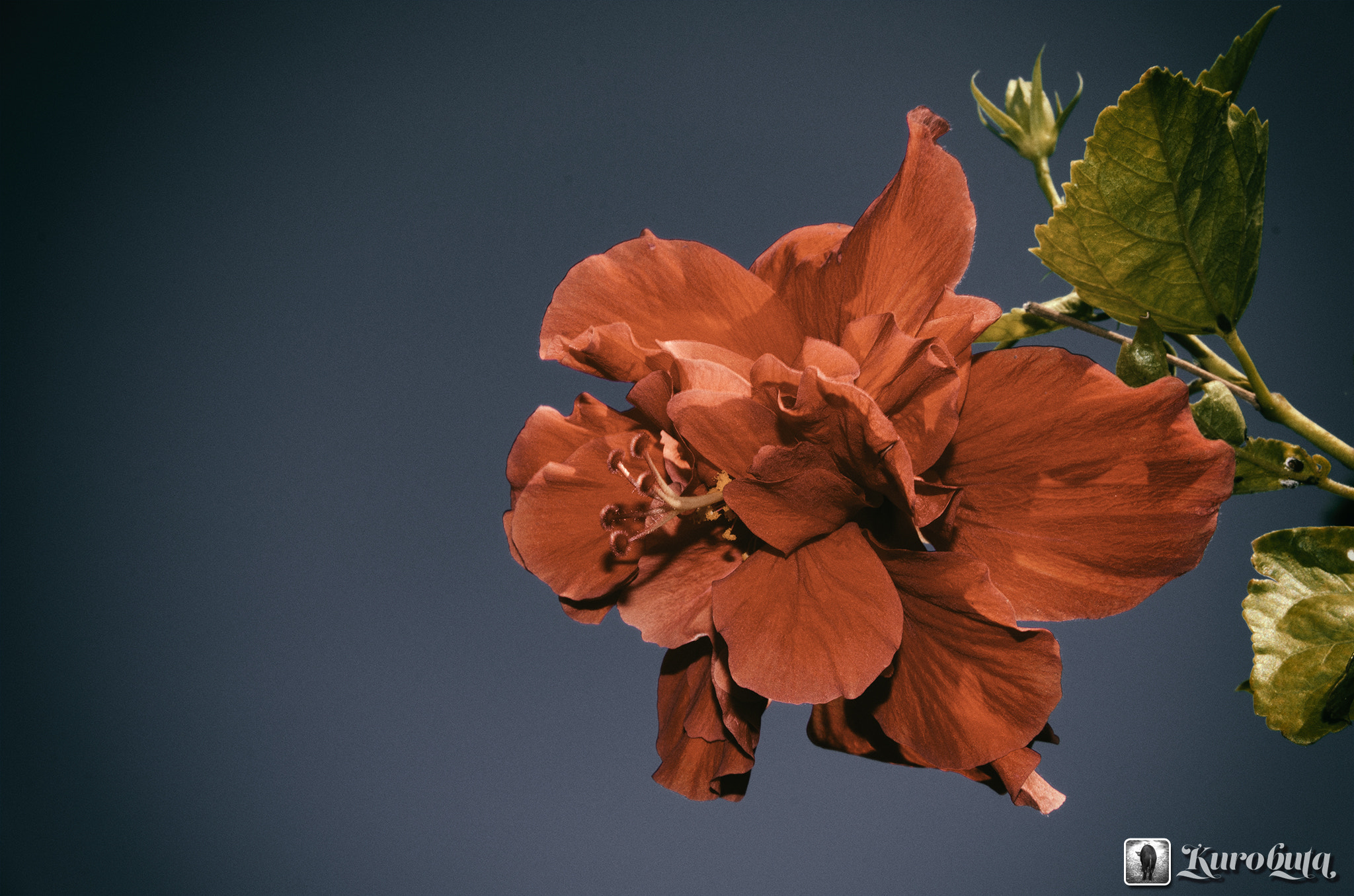 Pentax K-5 IIs sample photo. Hibiscus photography