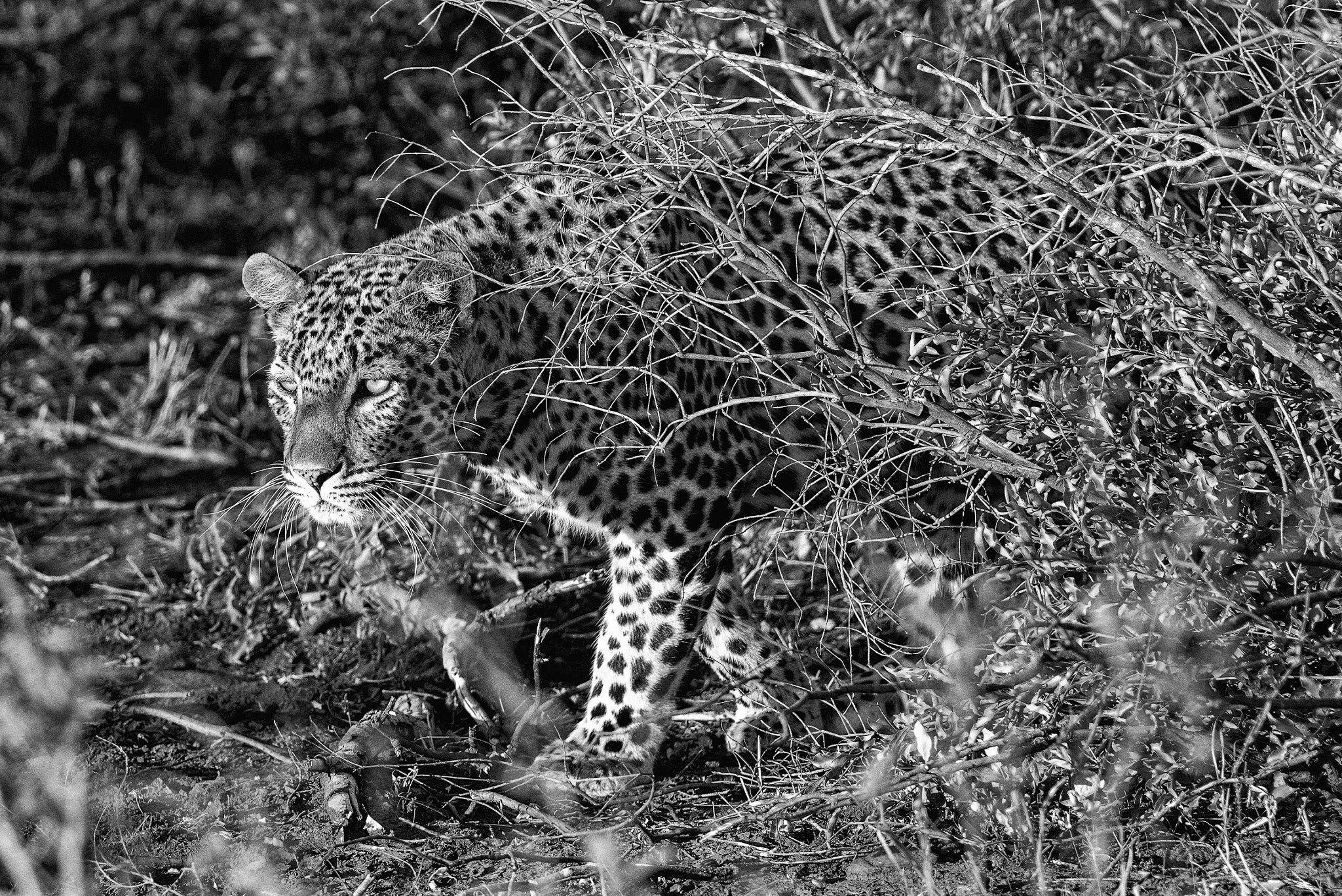 Sony a7R II + Sony 70-400mm F4-5.6 G SSM II sample photo. Stalking leopard photography