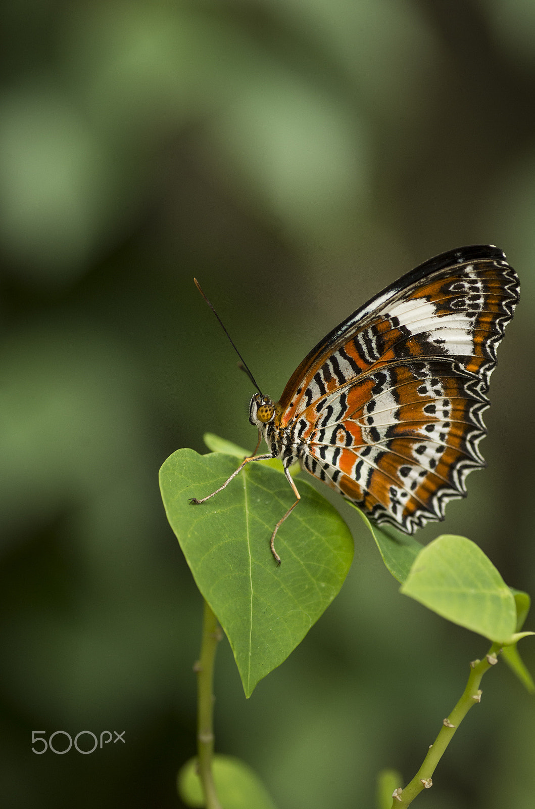 Tamron SP AF 90mm F2.8 Di Macro sample photo. Brown butterfly photography