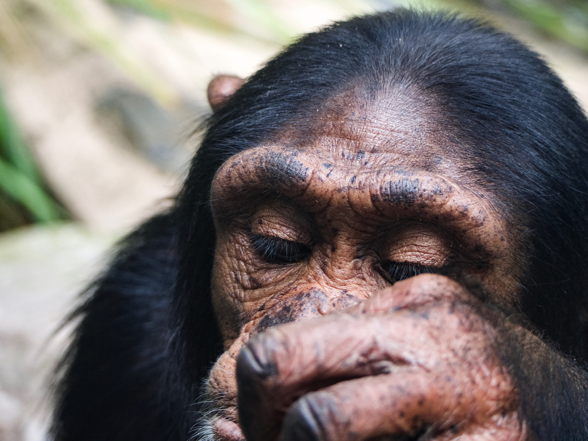 Olympus OM-D E-M5 sample photo. Chimpanzee photography