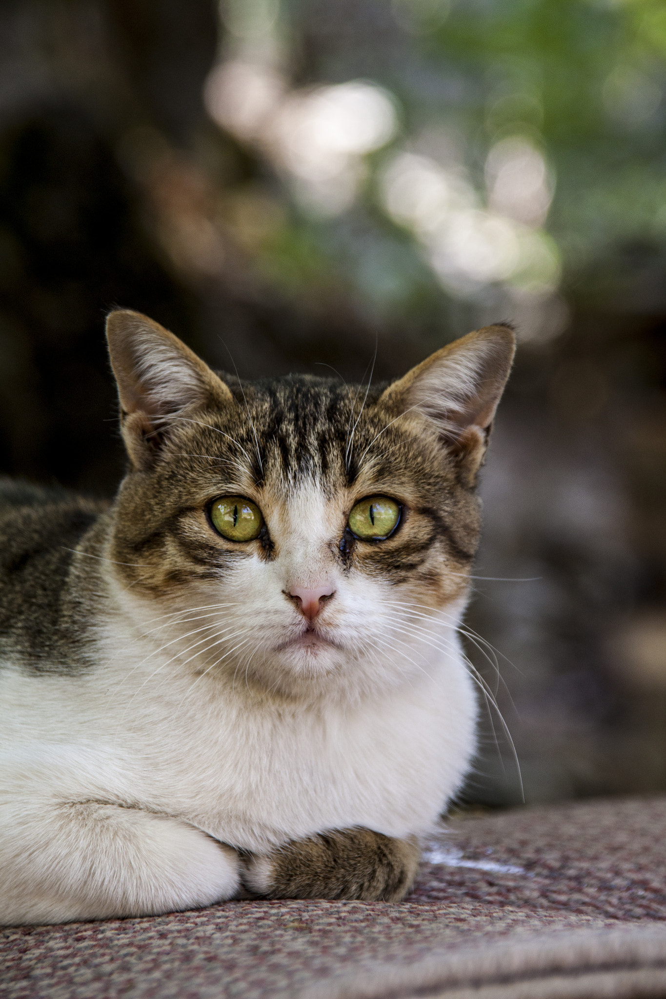 Sigma 18-200mm f/3.5-6.3 DC OS sample photo. Cat and cats photography