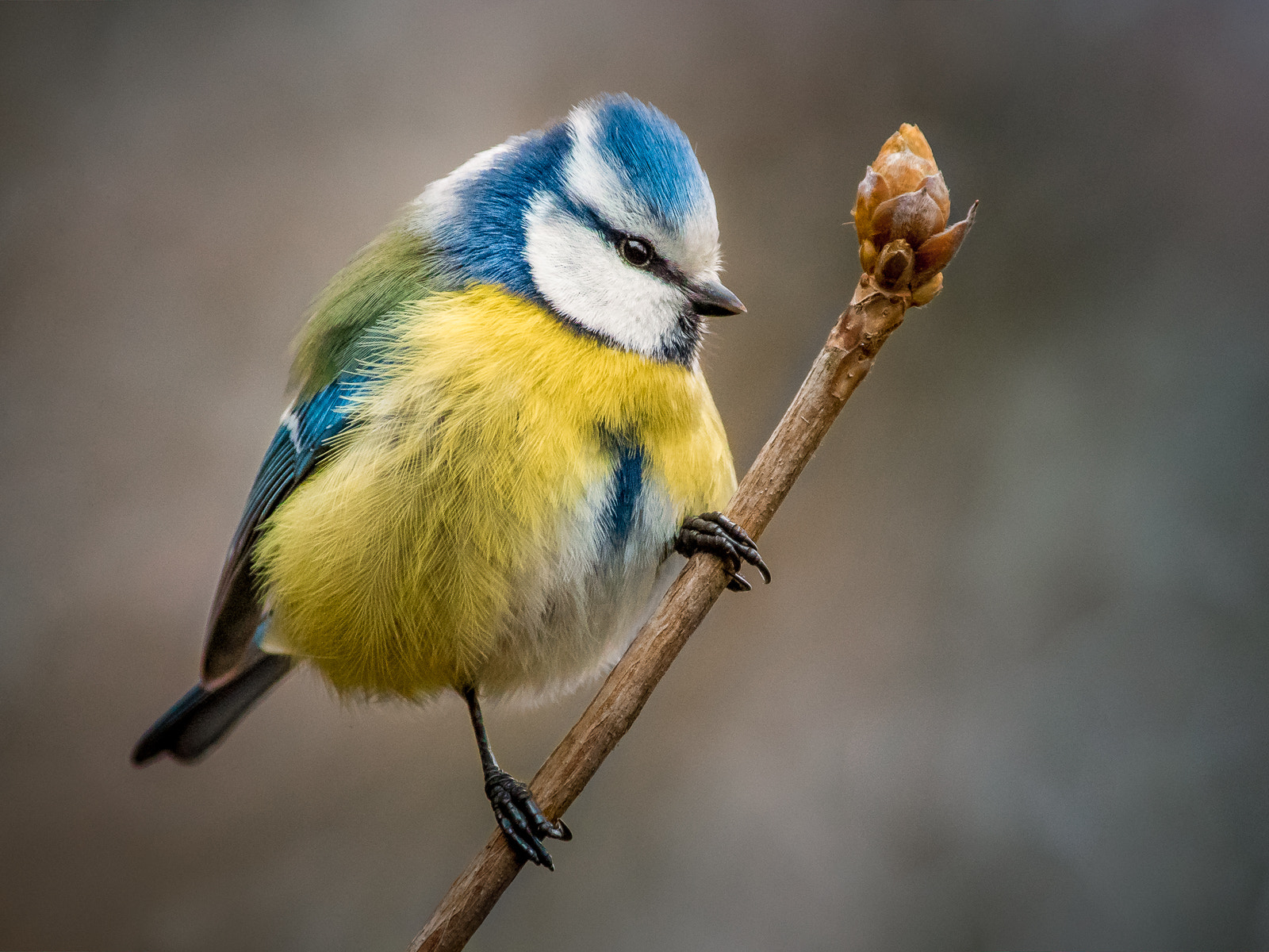 Pentax smc DA* 300mm F4.0 ED (IF) SDM sample photo. Birds | bluetit in forest photography